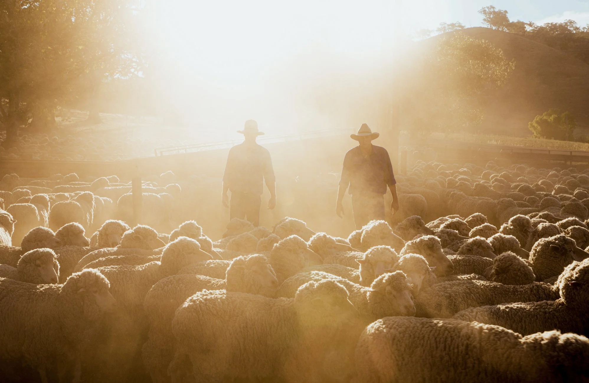 CAVAN MERINO STATION