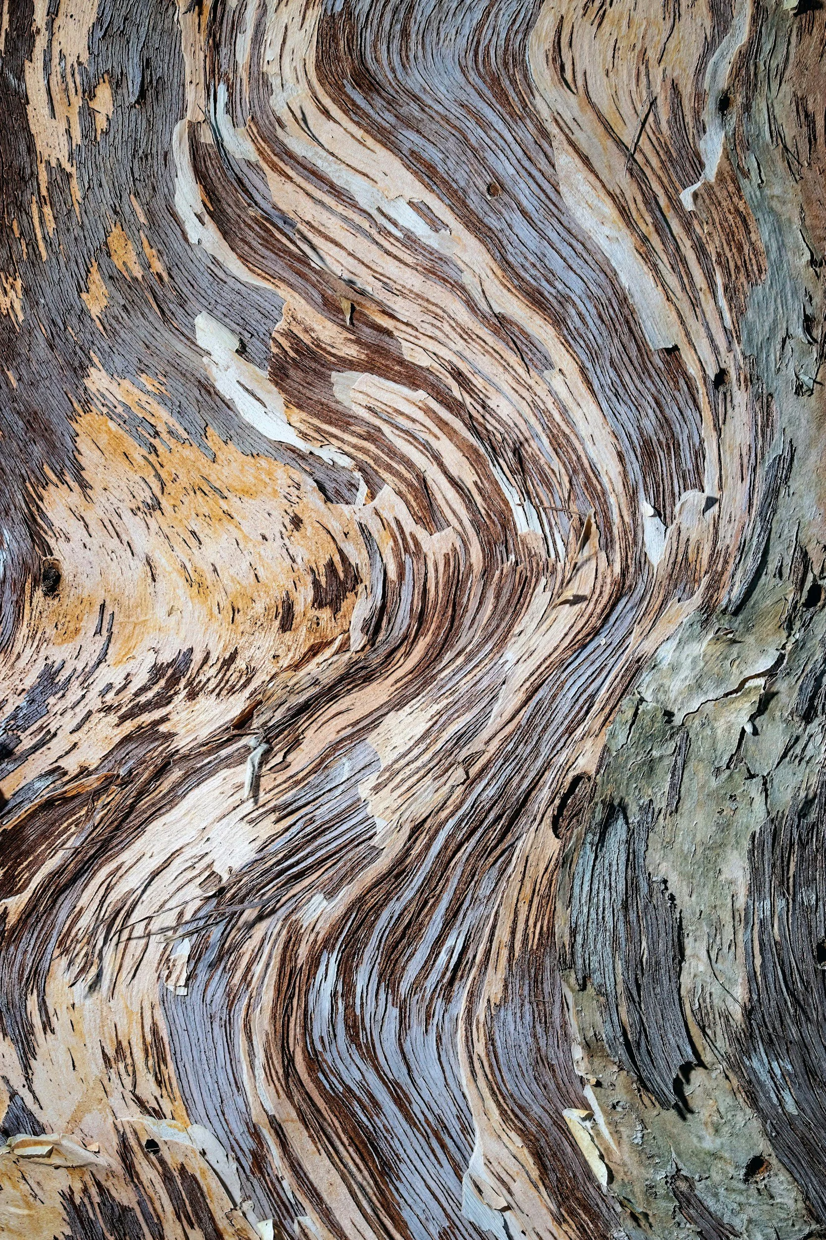 Close-up of weathered, peeling bark on a tree trunk with intricate, swirling grain patterns.