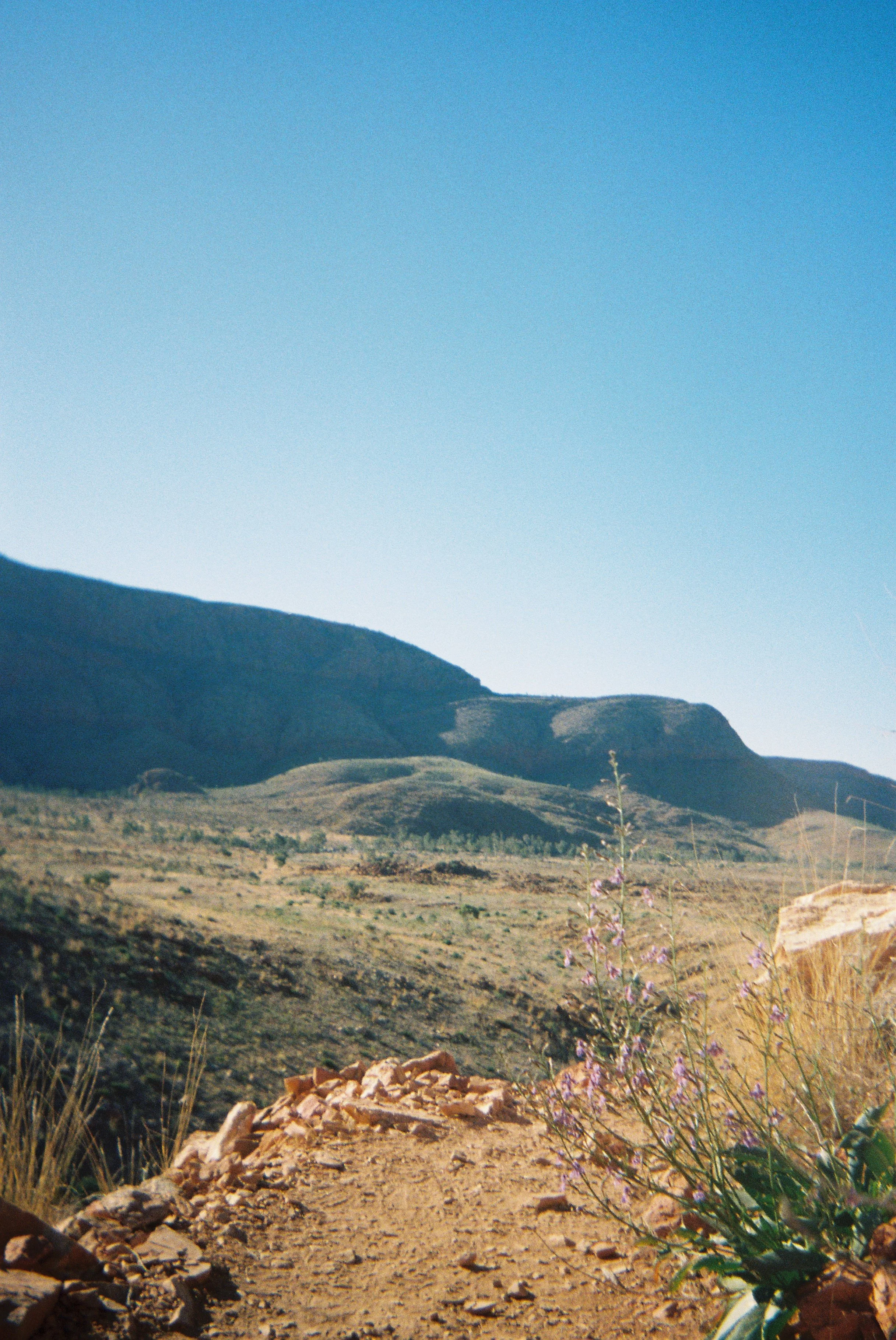 A desert landscape with a dirt trail, purple wildflowers, rolling hills, and distant mountains under a clear blue sky.