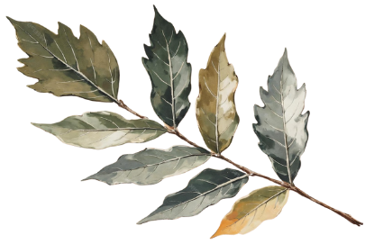 Arranged bay leaves on a dark background.