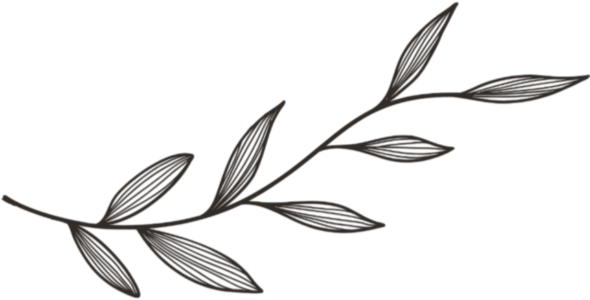A black olive branch with several dark olives and leaves on a transparent background.