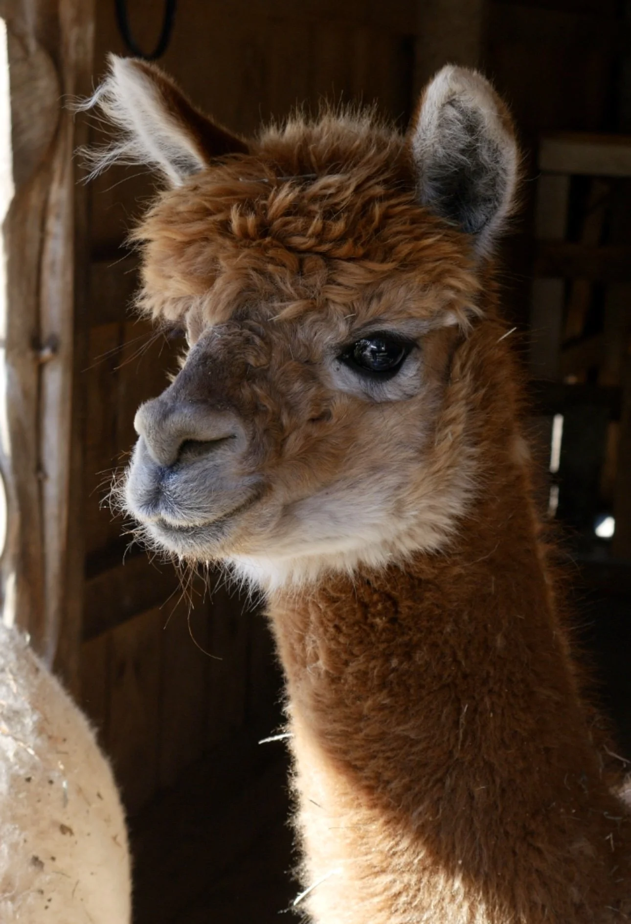 Close-up of a brown alpaca with a curly tuft of hair on its forehead, inside a wooden shelter.