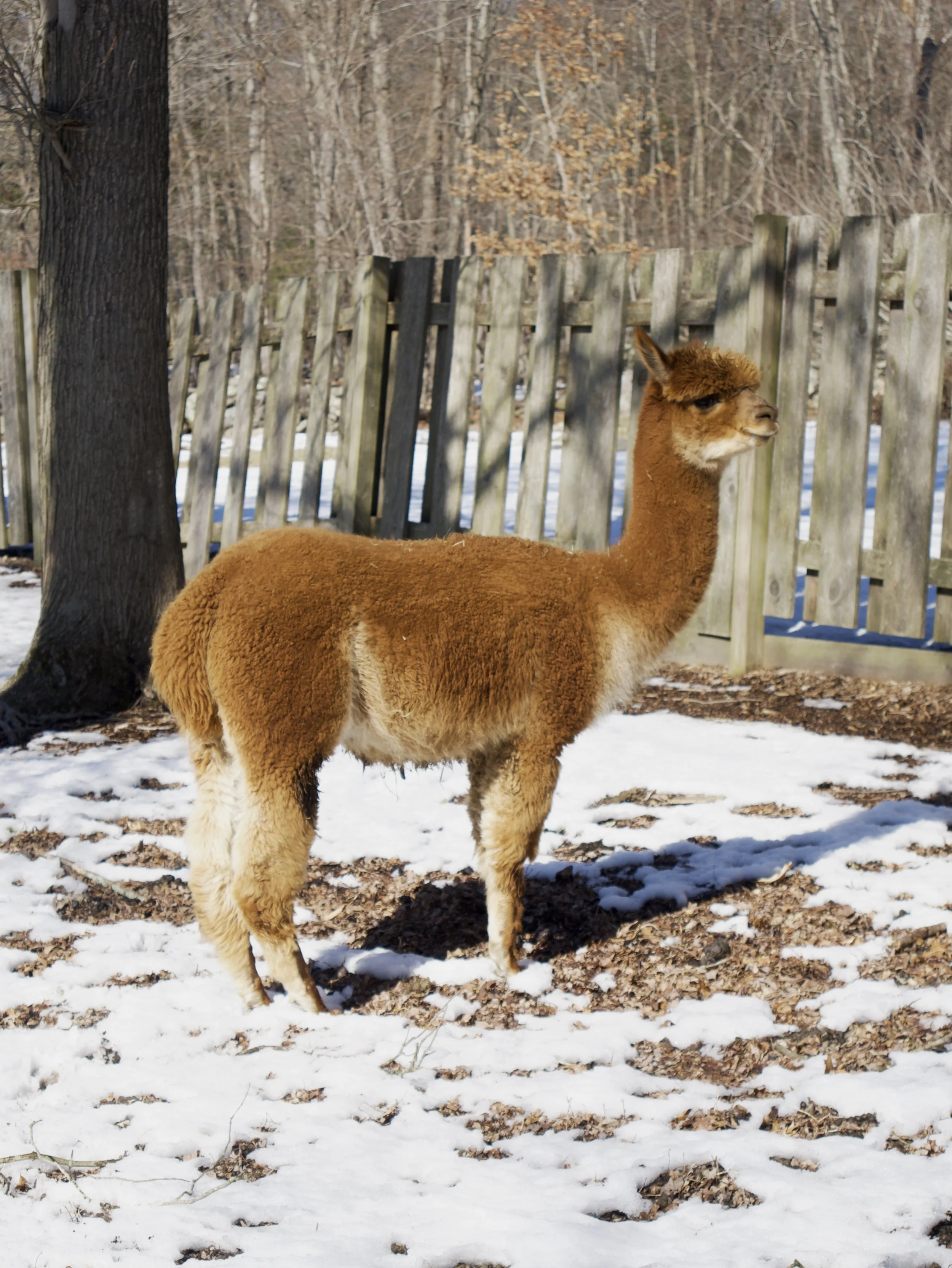 A brown alpaca standing on snow-covered ground near a wooden fence and tree in an outdoor setting.