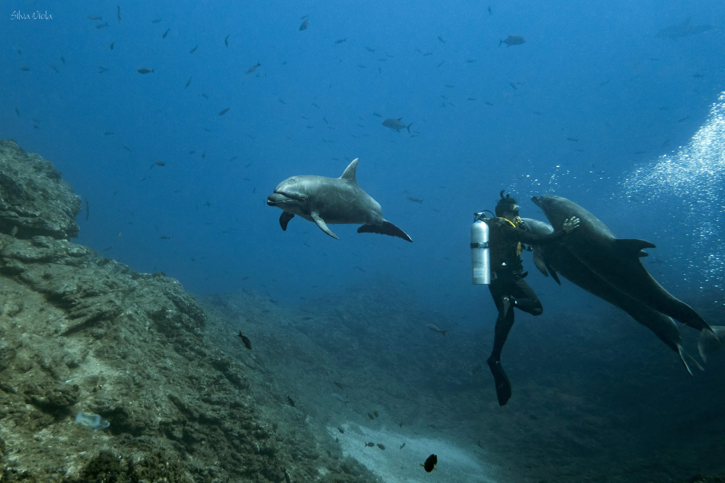 Silva Viola 3 Dolphins (crop to 7x5).JPG