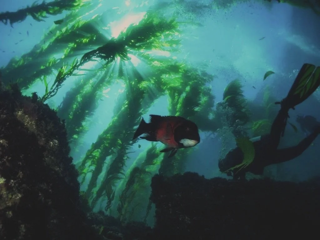 Wild Lines (April 4)