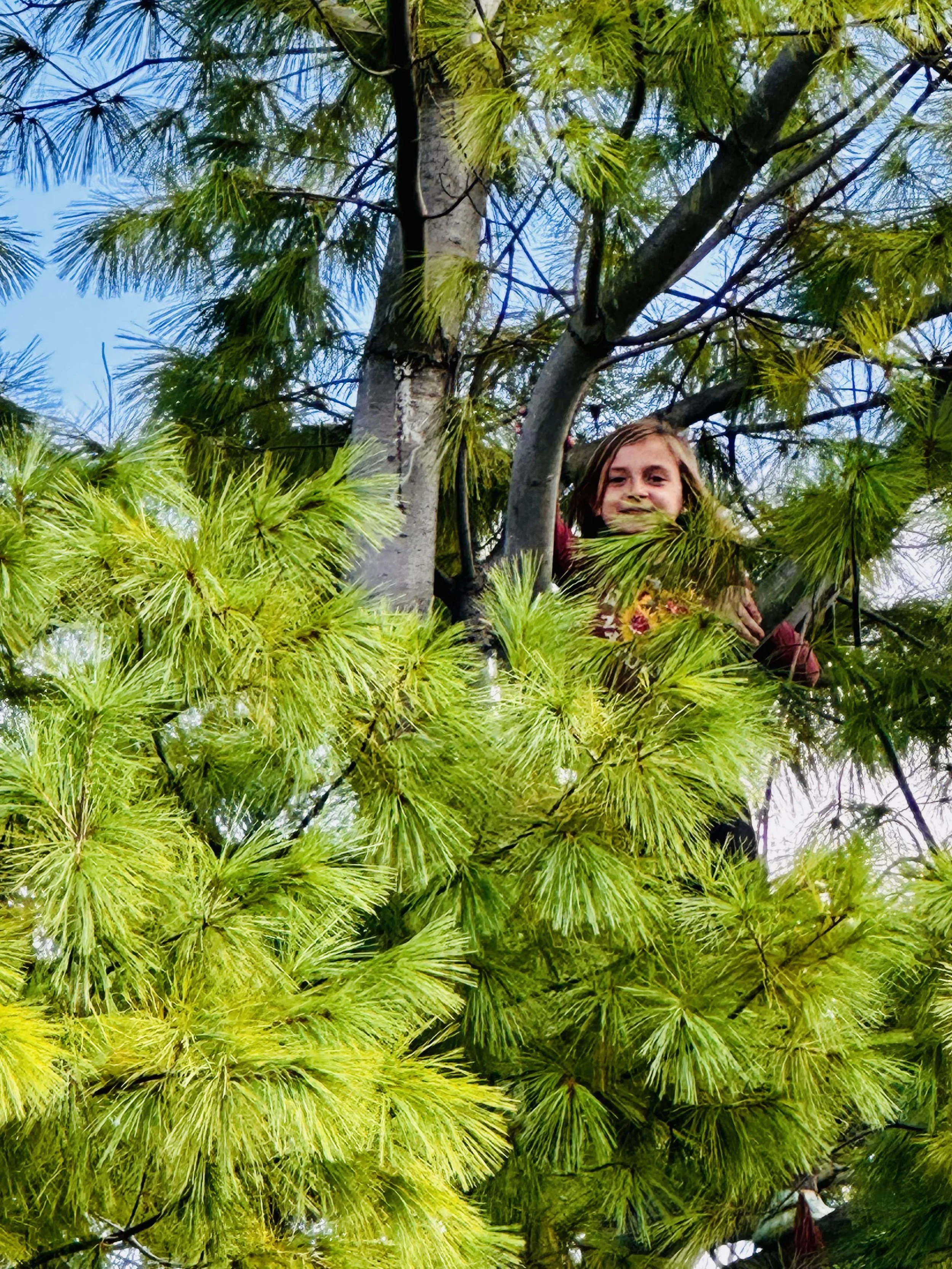 A girl climbing a tree surrounded by lush green pine needles with a bright blue sky in the background.