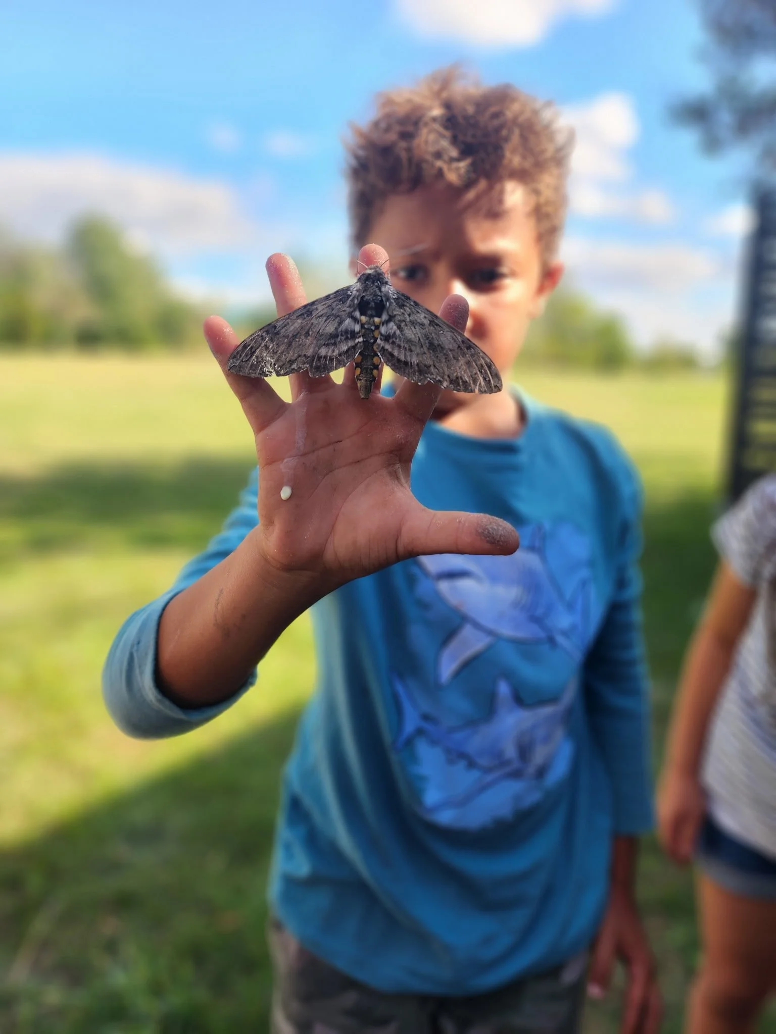 Child holding a large moth outdoors on a sunny day, with a blurred background of grass and trees.
