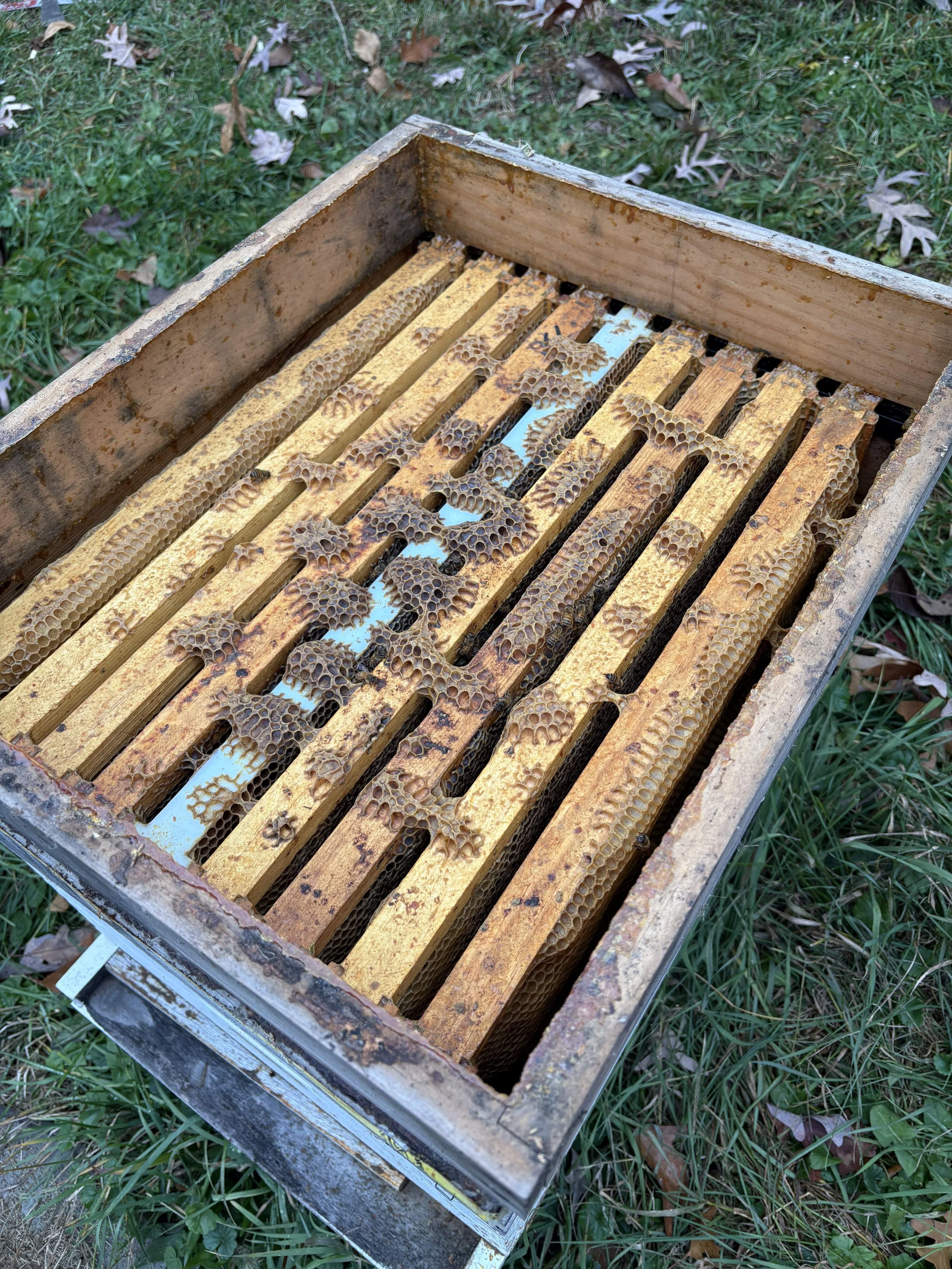 Beekeeping hive frame with honeycomb and bees on a grassy area.