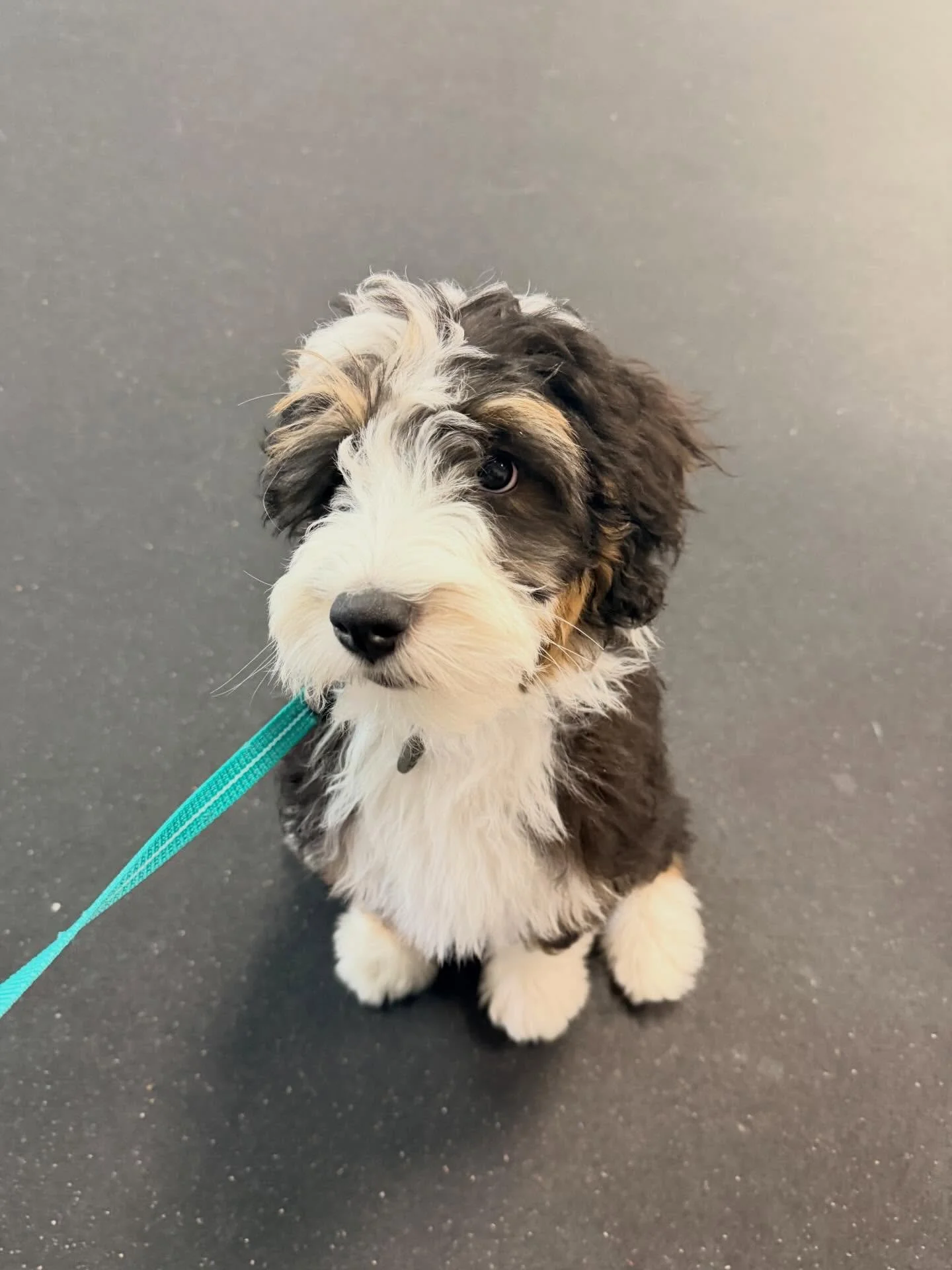 Devi is 14 weeks old today! She went to puppy kindergarten this morning! 

Other pictures are her at home, with her big sister, Kala!