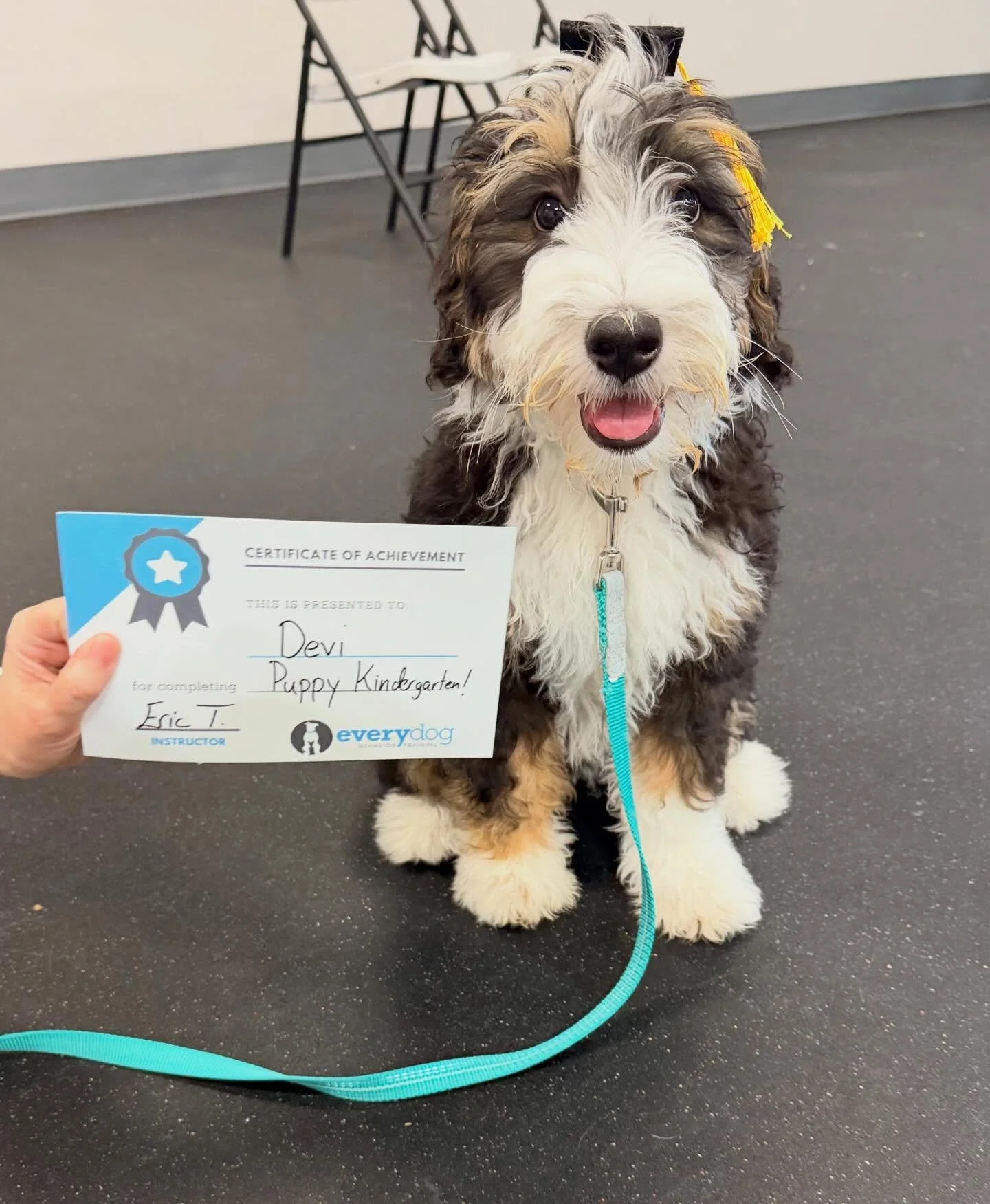 Devi graduated 🧑&zwj;🎓 from puppy kindergarten today! 
Yes, she is wearing a small cap. And yes, that is peanut butter all over her face! 🤣