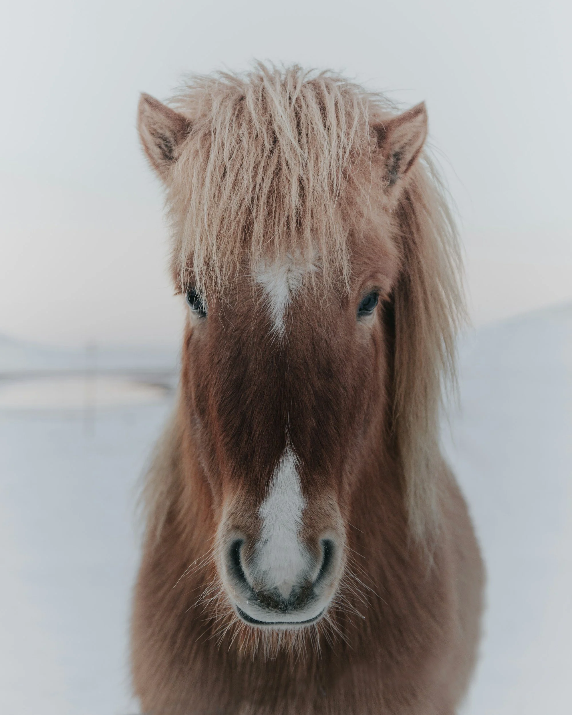 Close-up of a brown horse with a blond mane standing in a snowy landscape