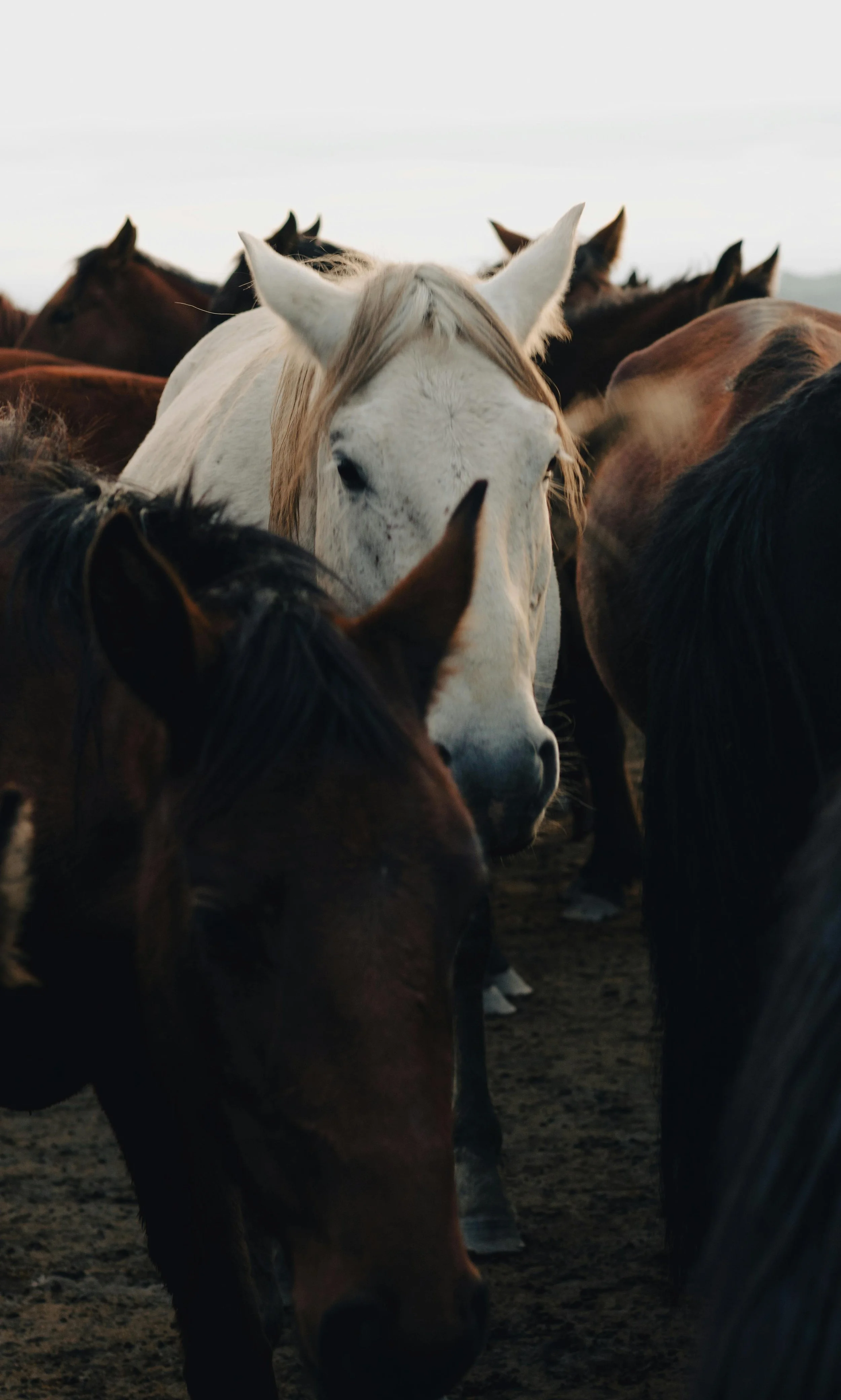 Group of horses standing close together, with one white horse in the center and brown horses around it.