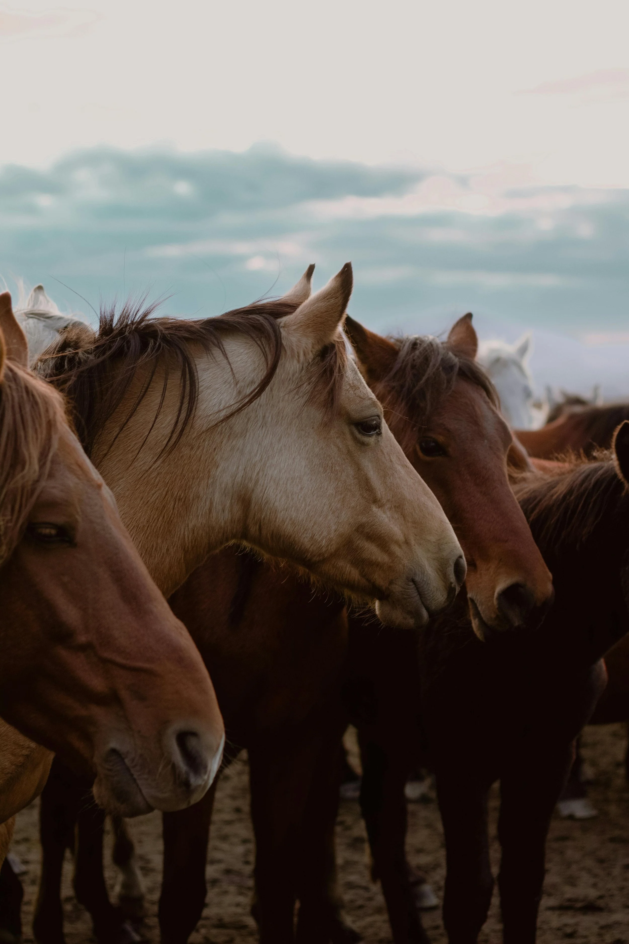 A group of horses standing closely together outdoors, with a cloudy sky in the background.