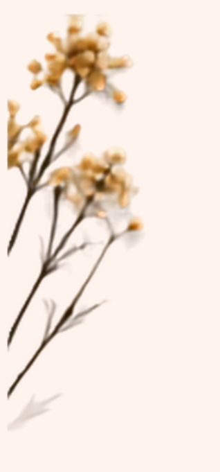 Decorative illustration of delicate dried flowers in warm neutral tones.