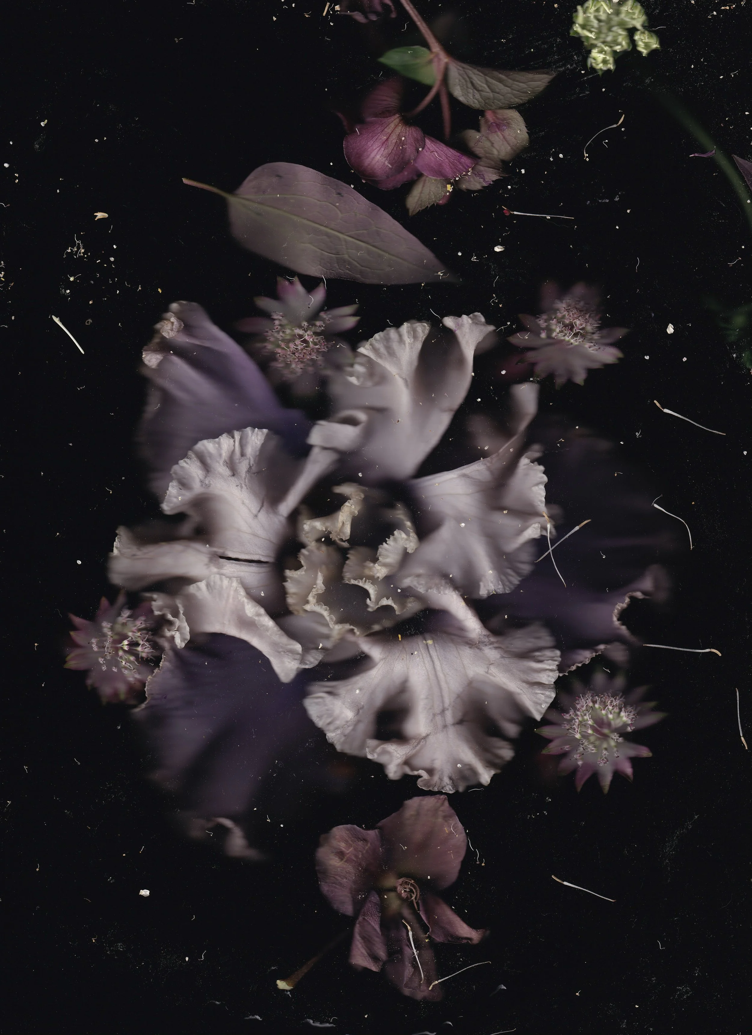 Floating purple and white flower petals and leaves on a dark reflective surface.