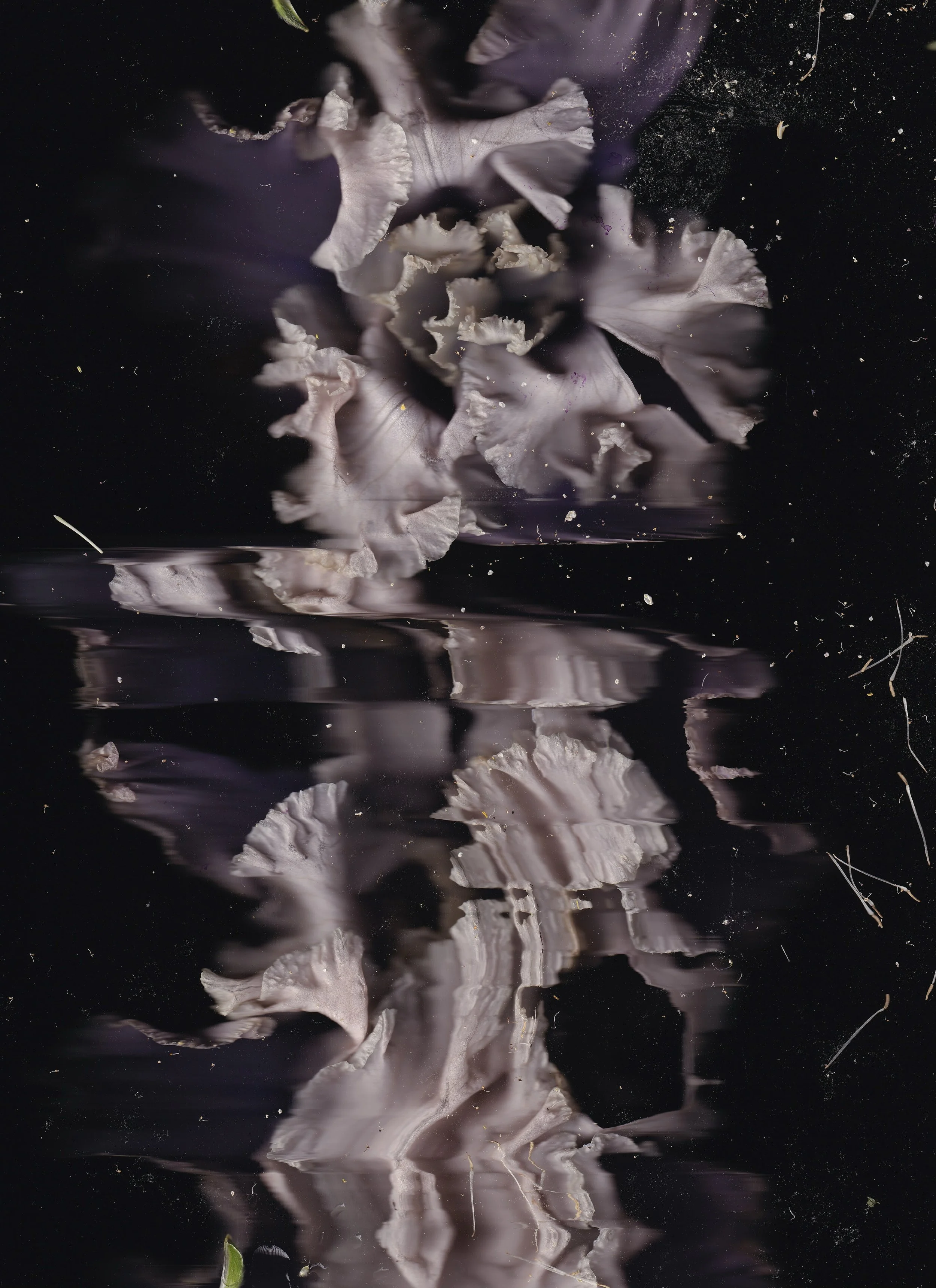 White petals floating on dark water, with their reflection visible.