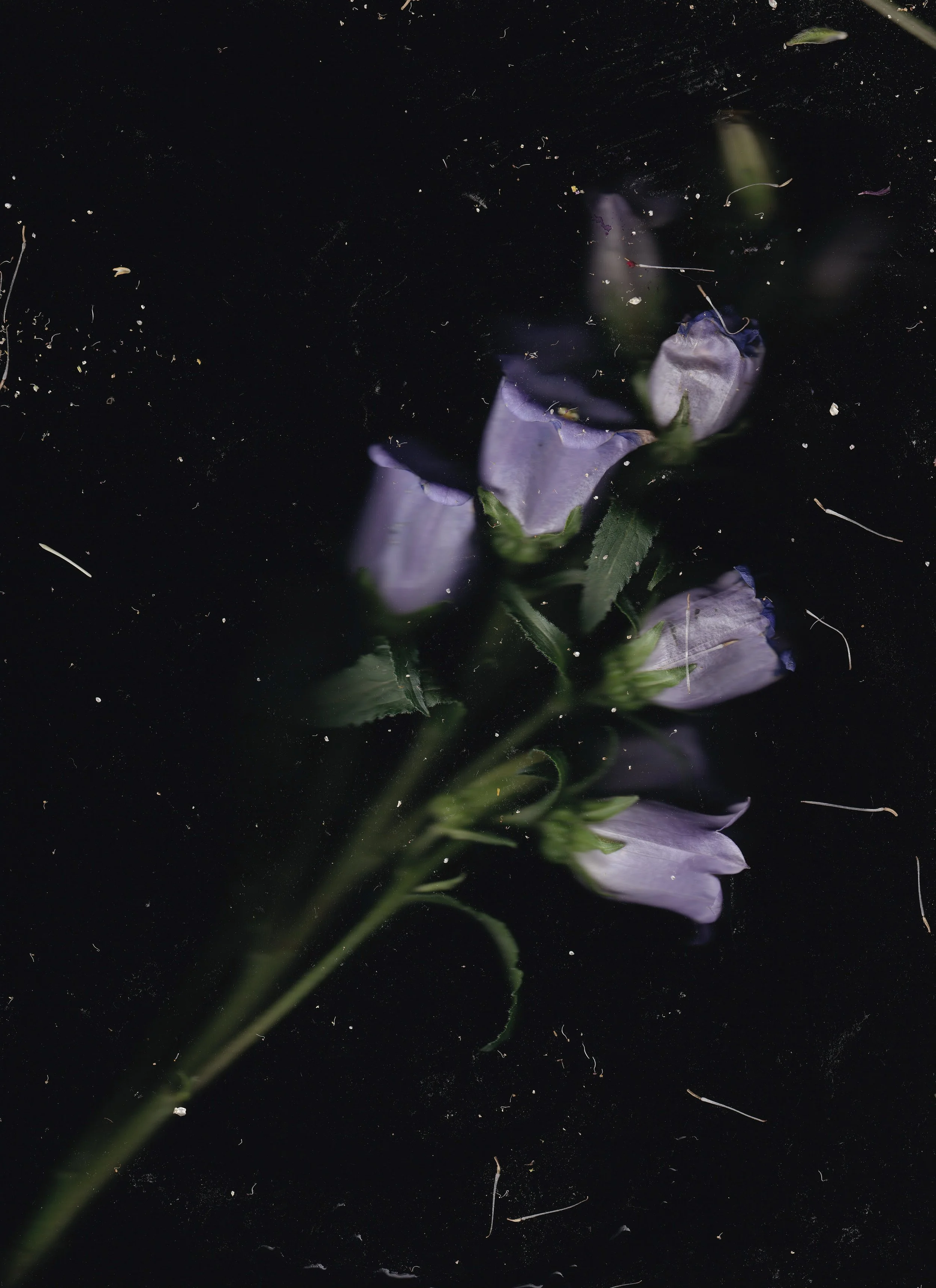 Close-up of purple flowers with green stems against a dark background, with small particles and debris scattered around.