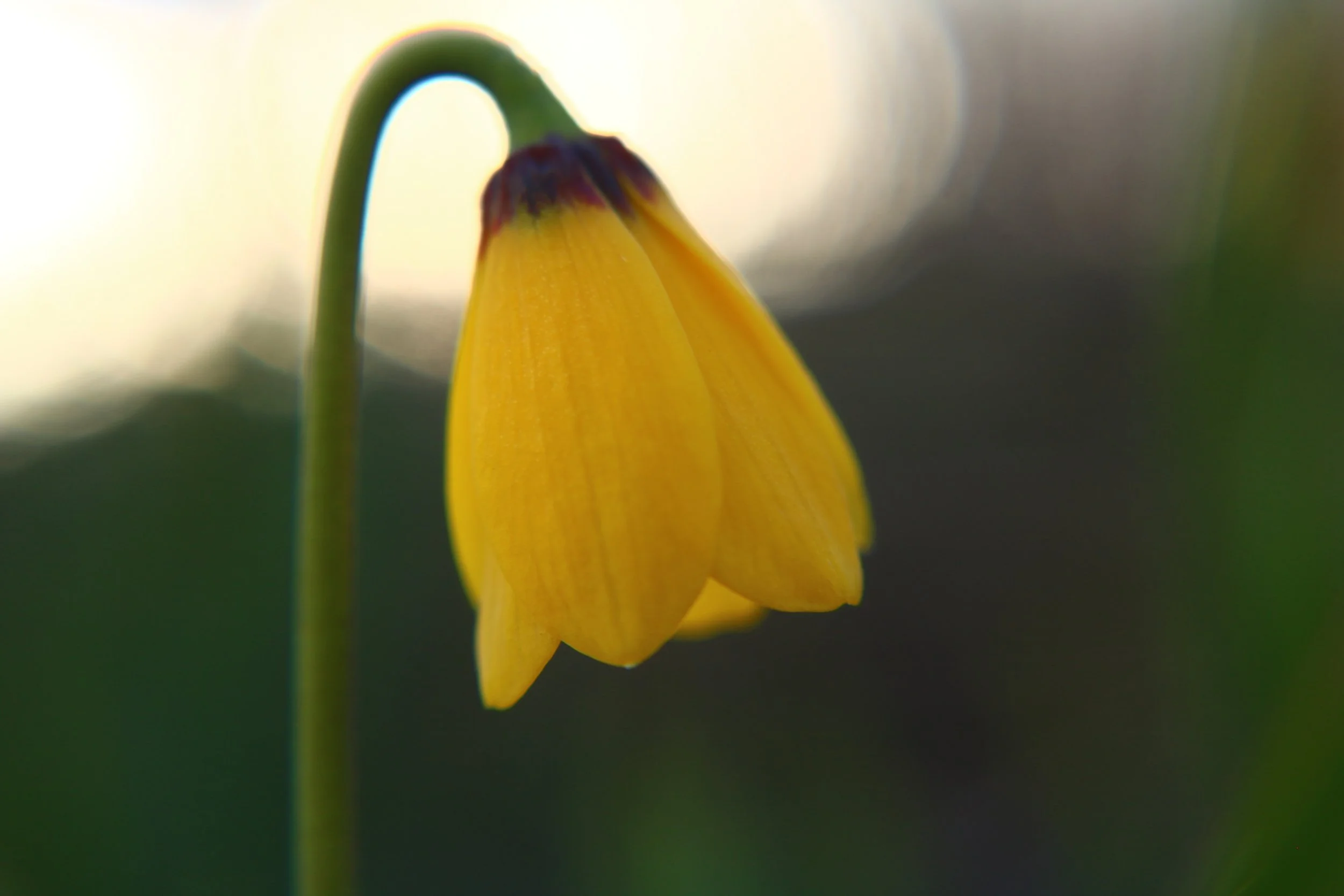 Close-up of a yellow bell-shaped flower with a dark center, set against a blurred background.