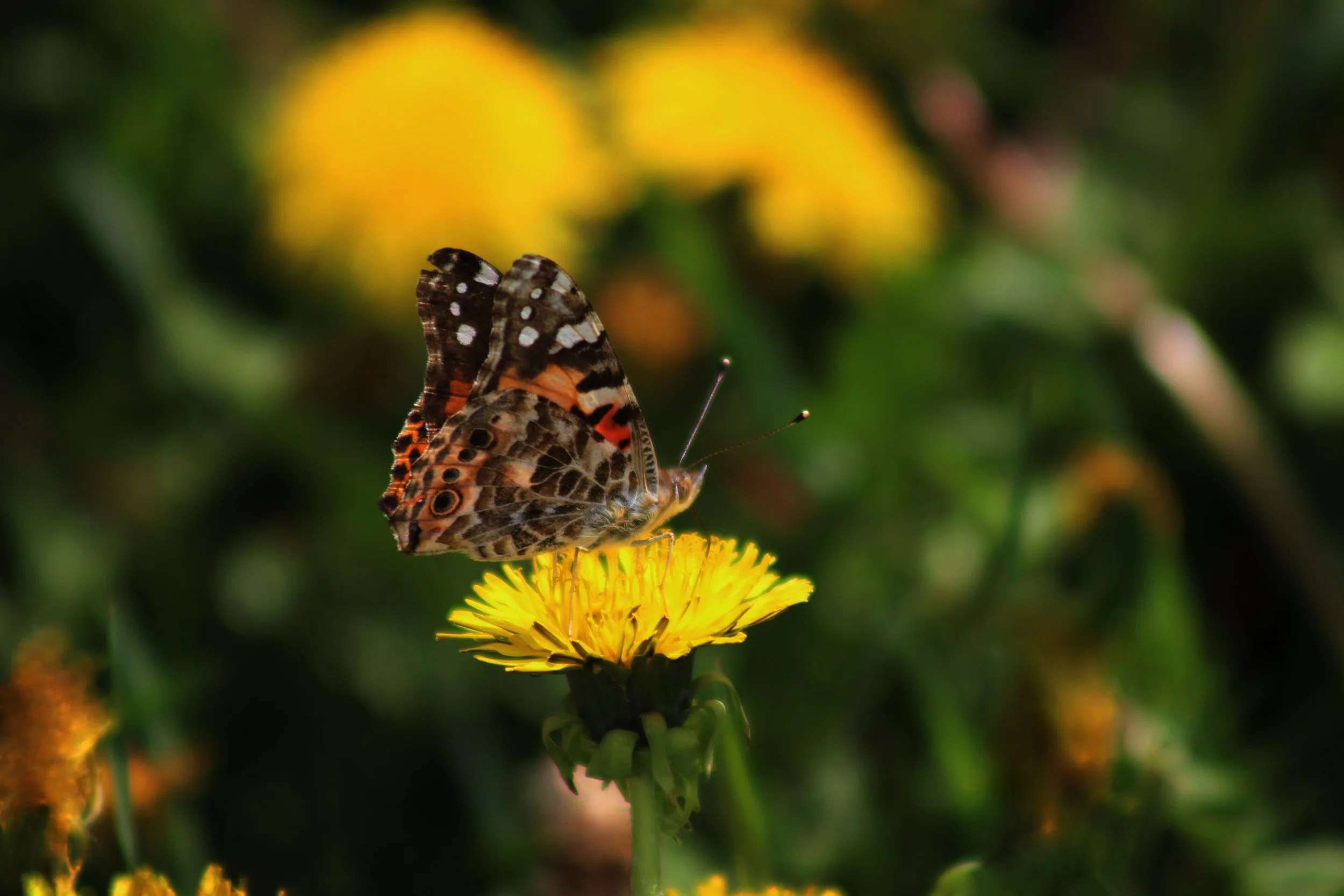 an orange monarch butterfly alights on a bright yellow dandelion flower with more dandelions blurred in a yellow and green background