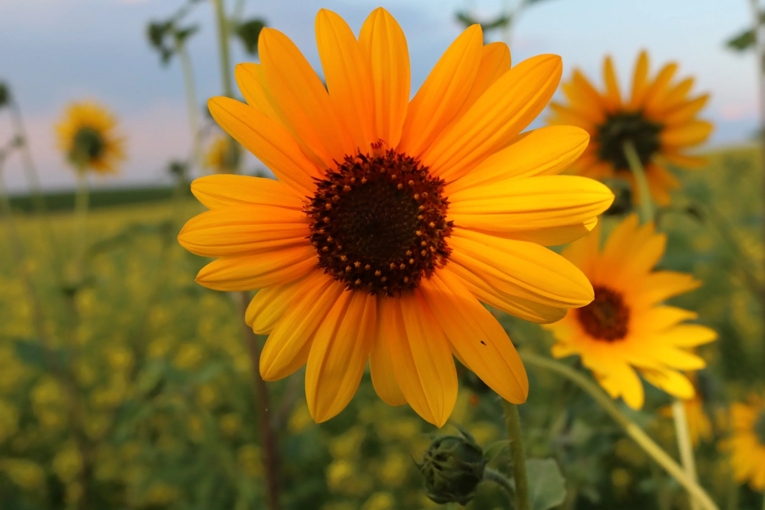Close-up of bright yellow and orange sunflower with dark center, with blurred yellow sunflowers in the background in a field.