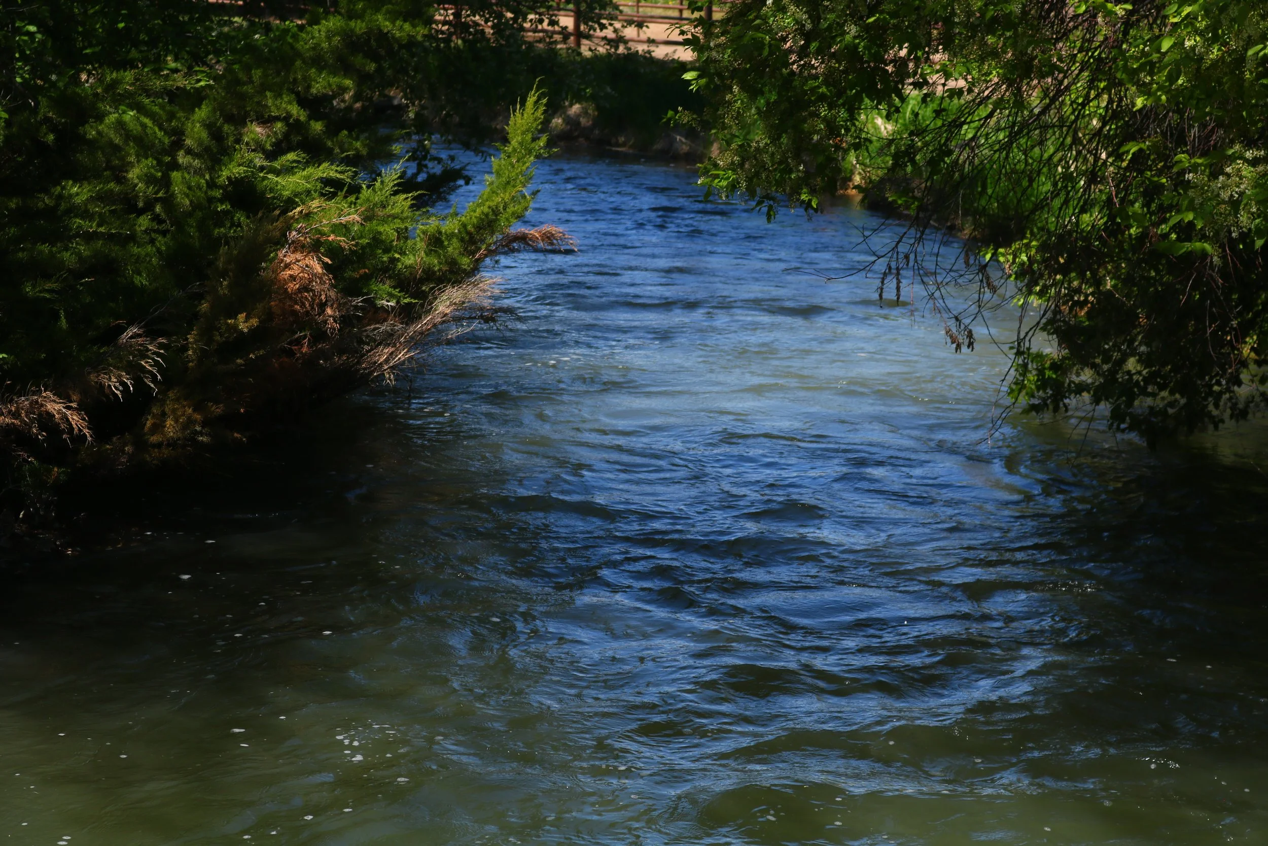 A peaceful river flowing through a forest with green trees and bushes on the banks.