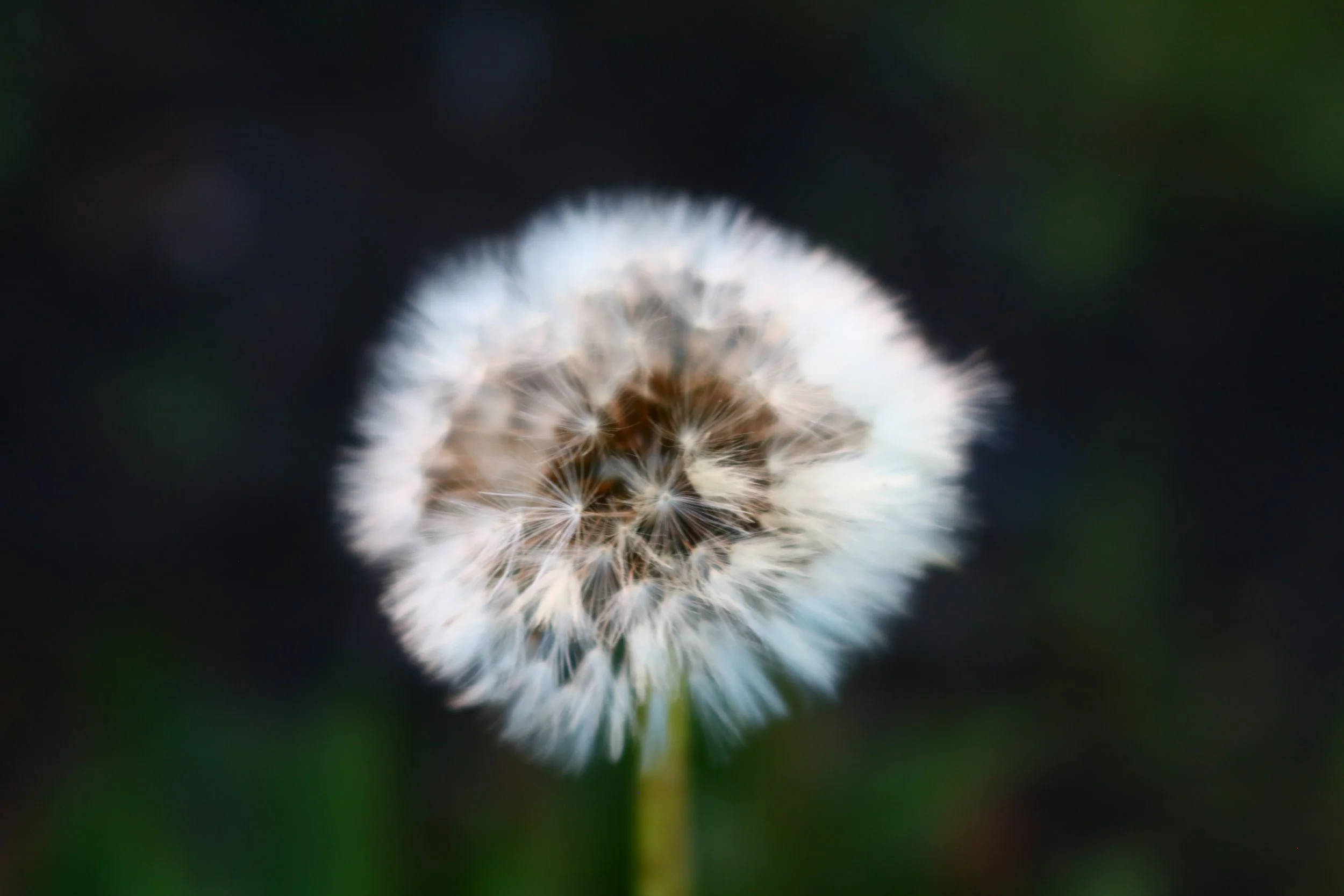 Close-up of a white dandelion seed head with a blurred dark background.