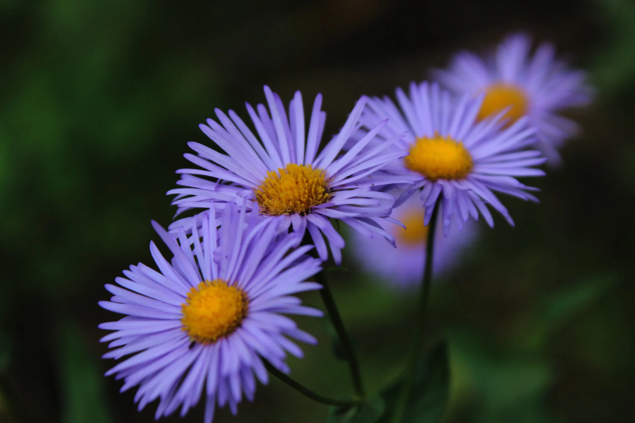 vibrant purple daisies set against a dark green background