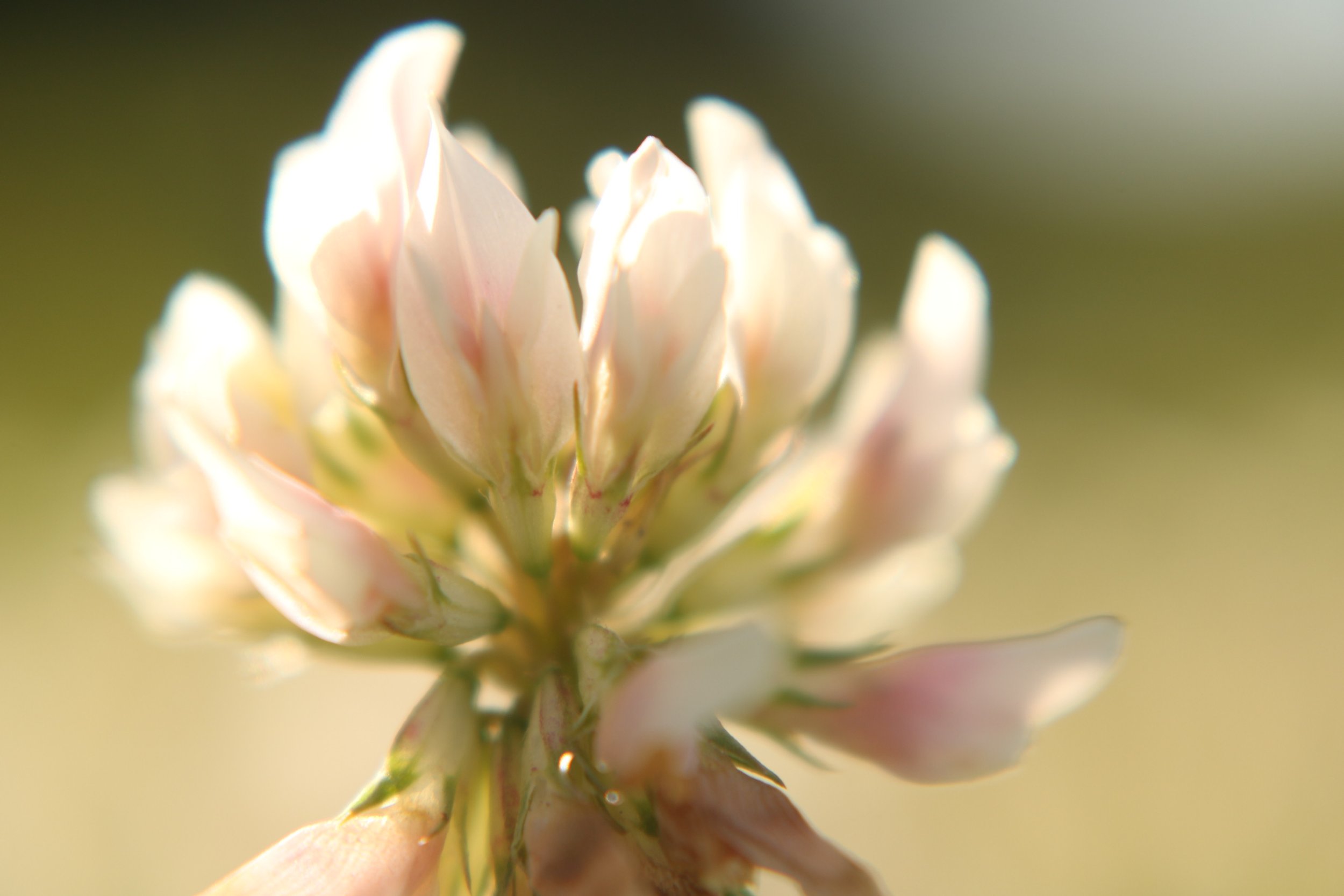 Close-up of a clover flower, pale pink with layered petals, against a blurred green background.