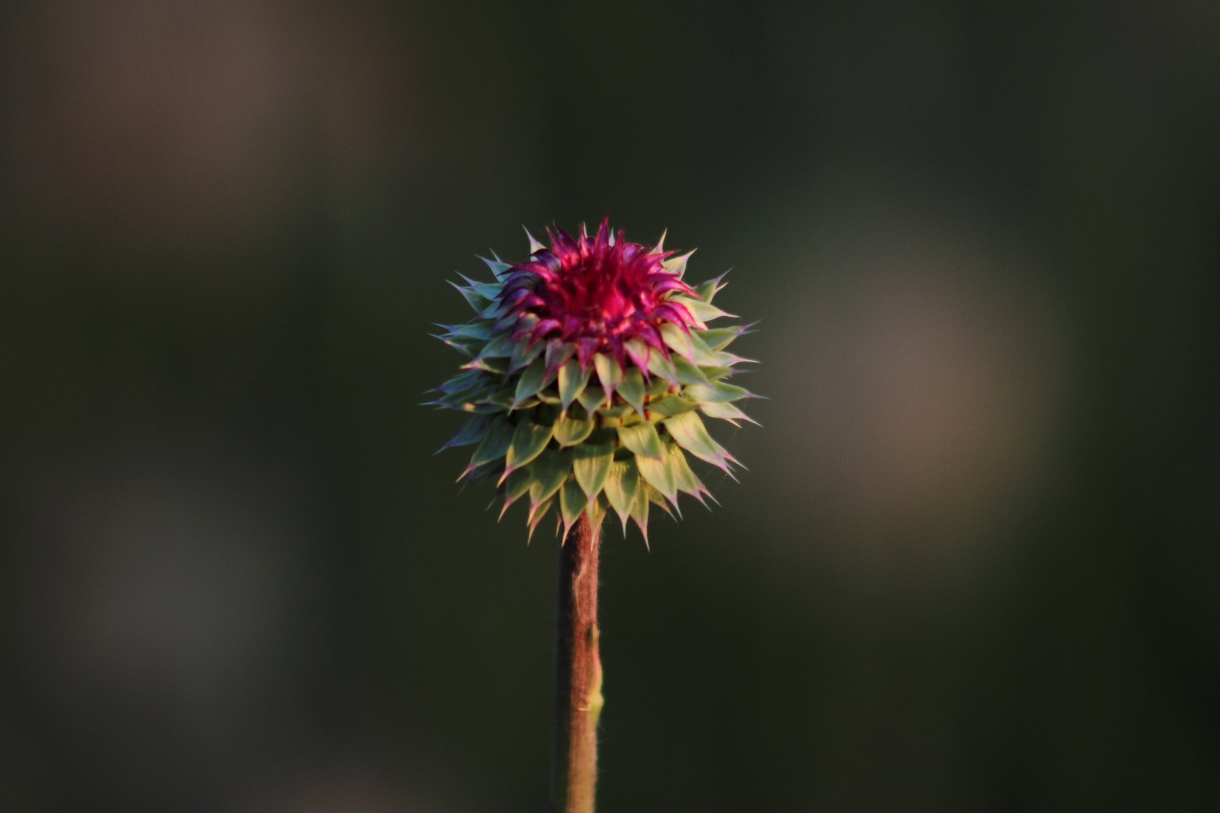close up of a thistle flower with a purple top against a blurred dark green background