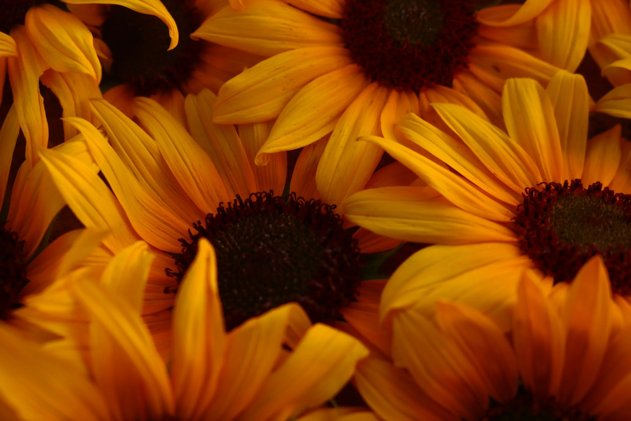 Close-up of a group of yellow sunflowers with dark centers.