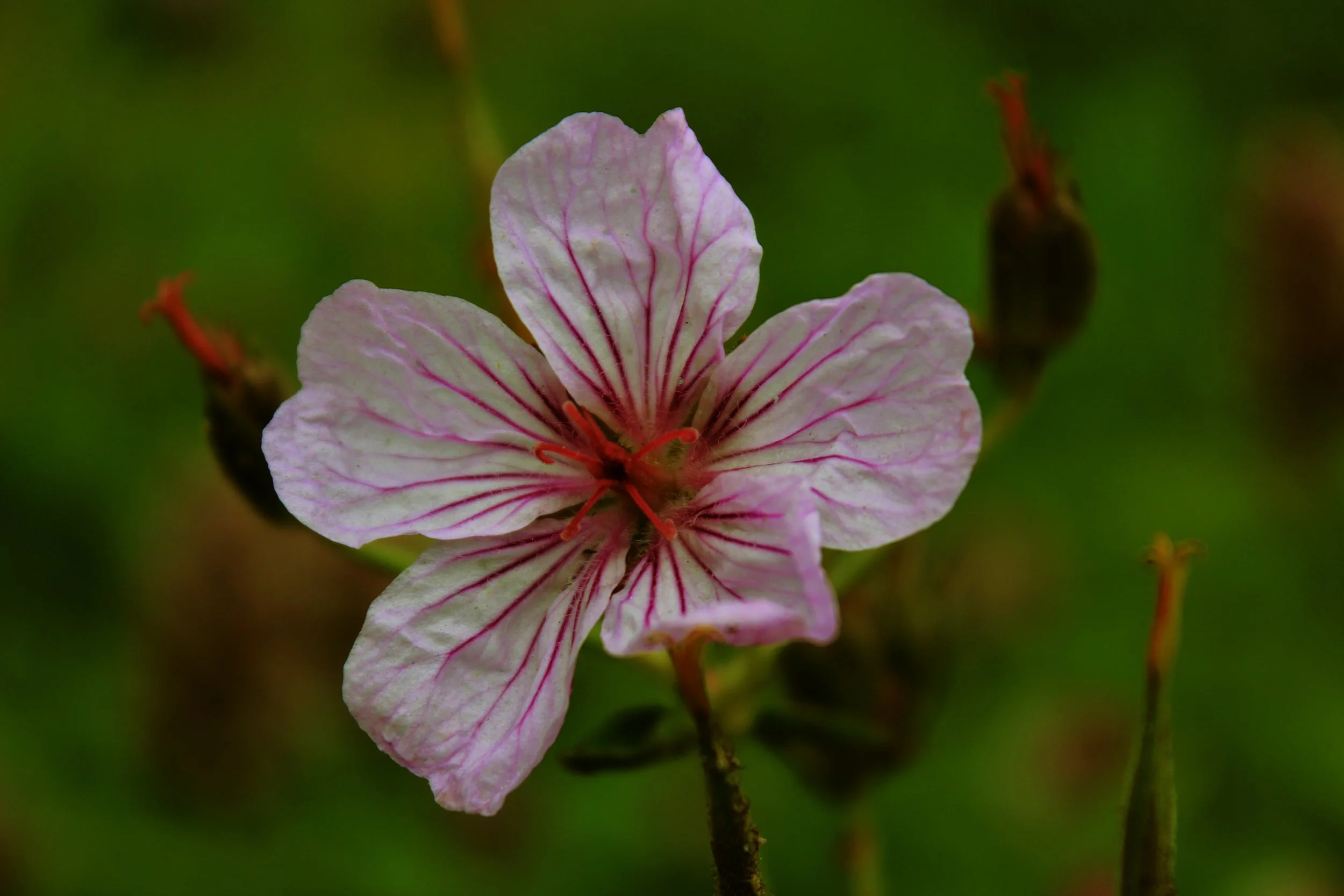 a close up of a veiny light pink flower with five petals set against a dark green blurred background