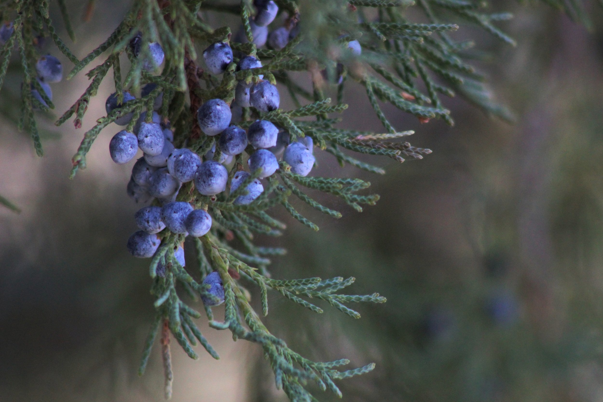 blue juniper berries hanging from a branch with a blurred background