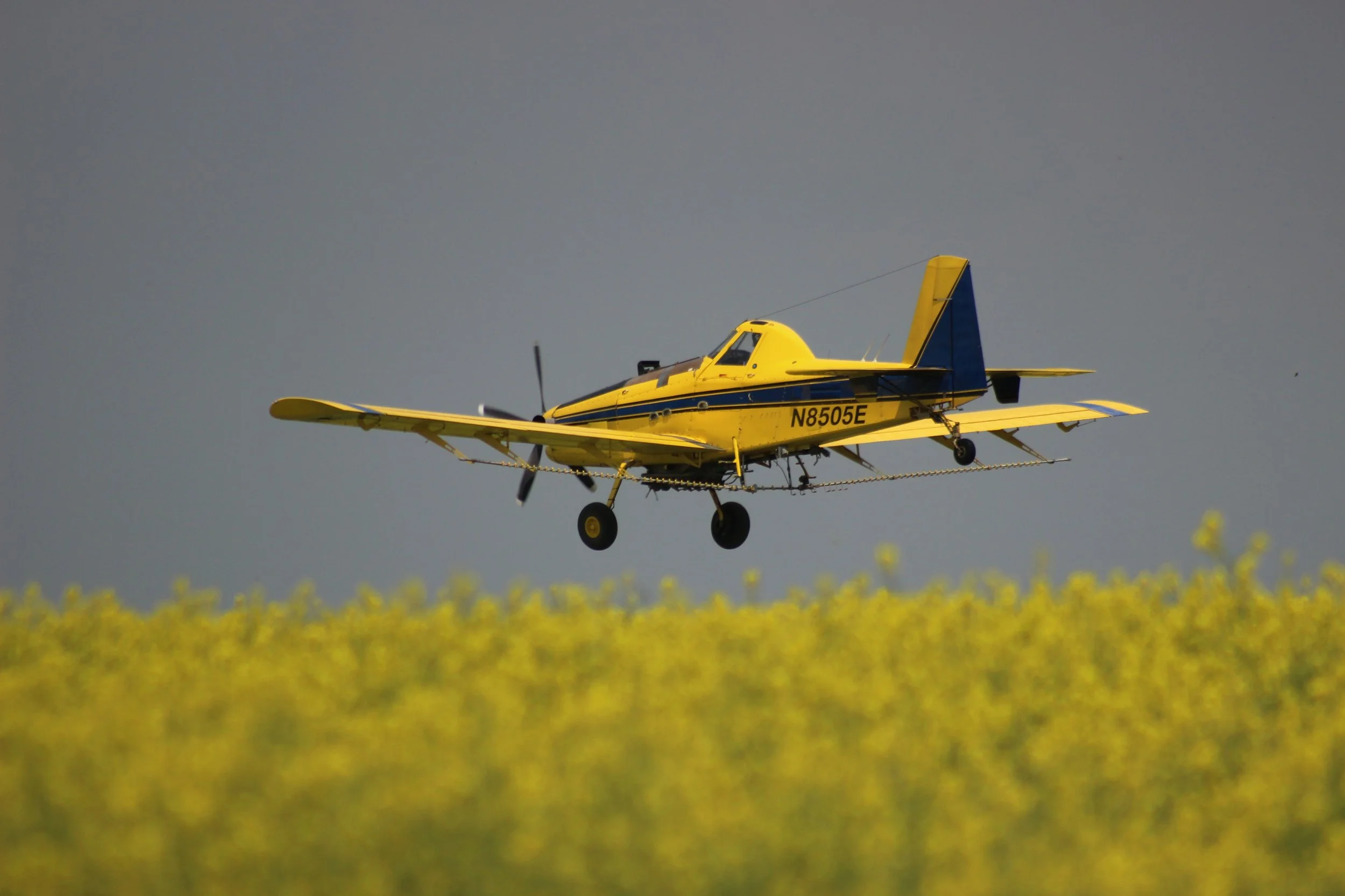 A yellow plane with a blue stripe flying low over a yellow mustard field