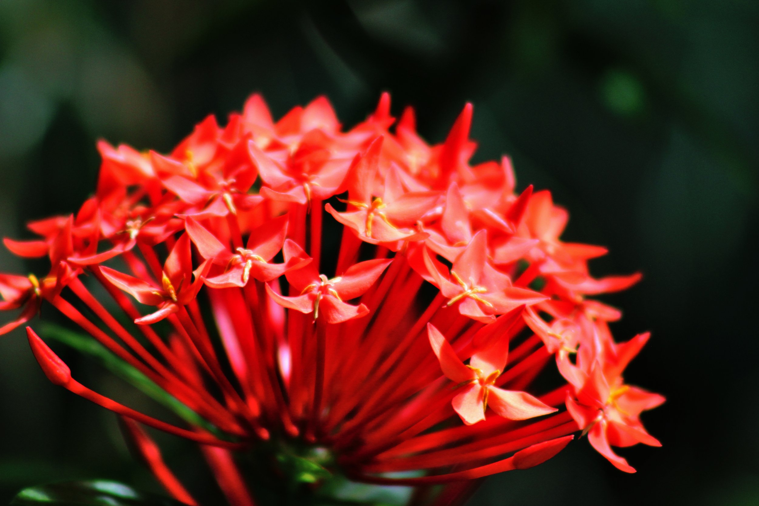 vivid red flower with many individual flowers with a dark green background