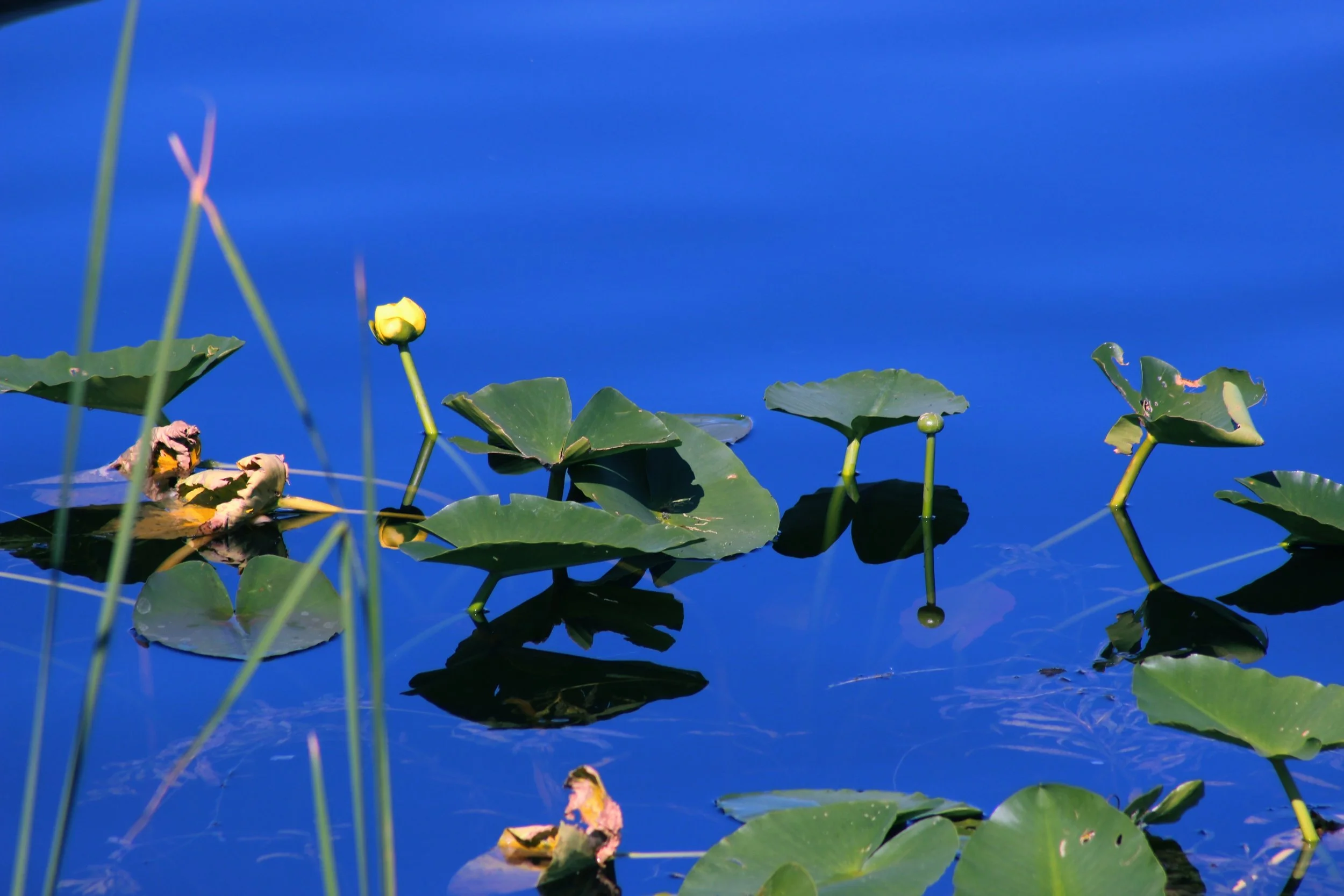 close up of a stunning blue pond with green lilies and yellow flowers