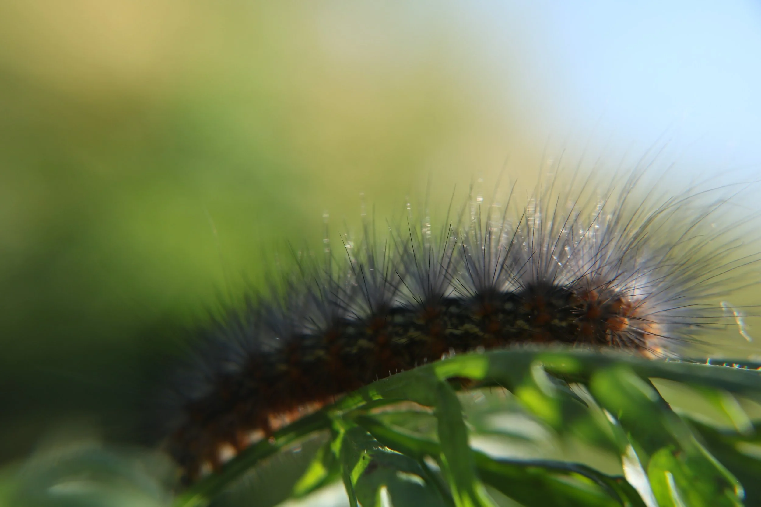 Close-up of a fuzzy caterpillar on a green leaf with a blurred background.