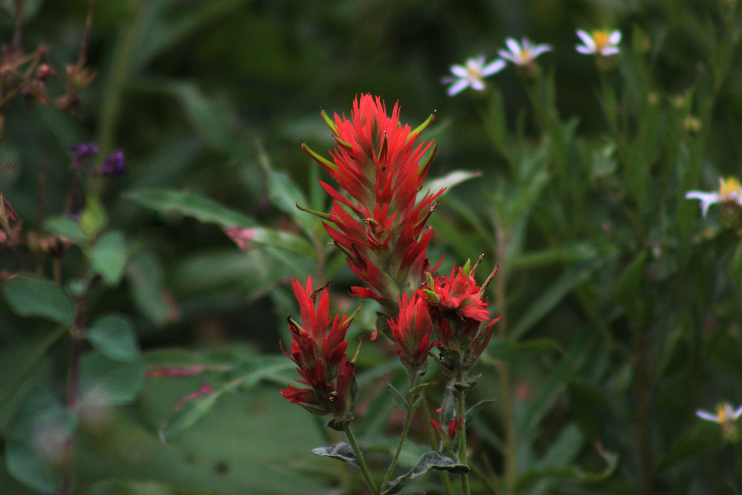 red feathery flowers set against a green background with more wildflowers