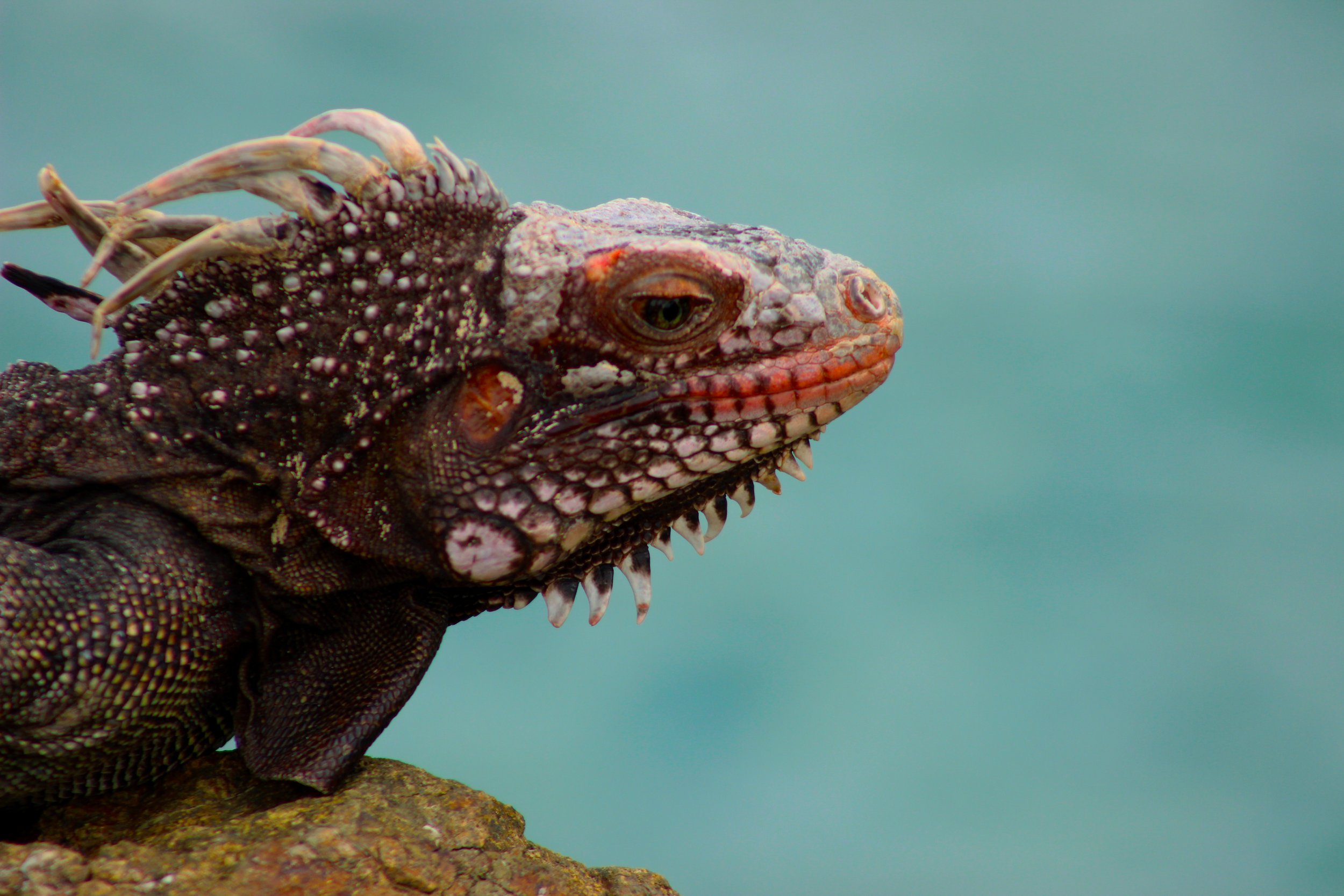 close up of a brown and red iguana resting on a rock with a blue background