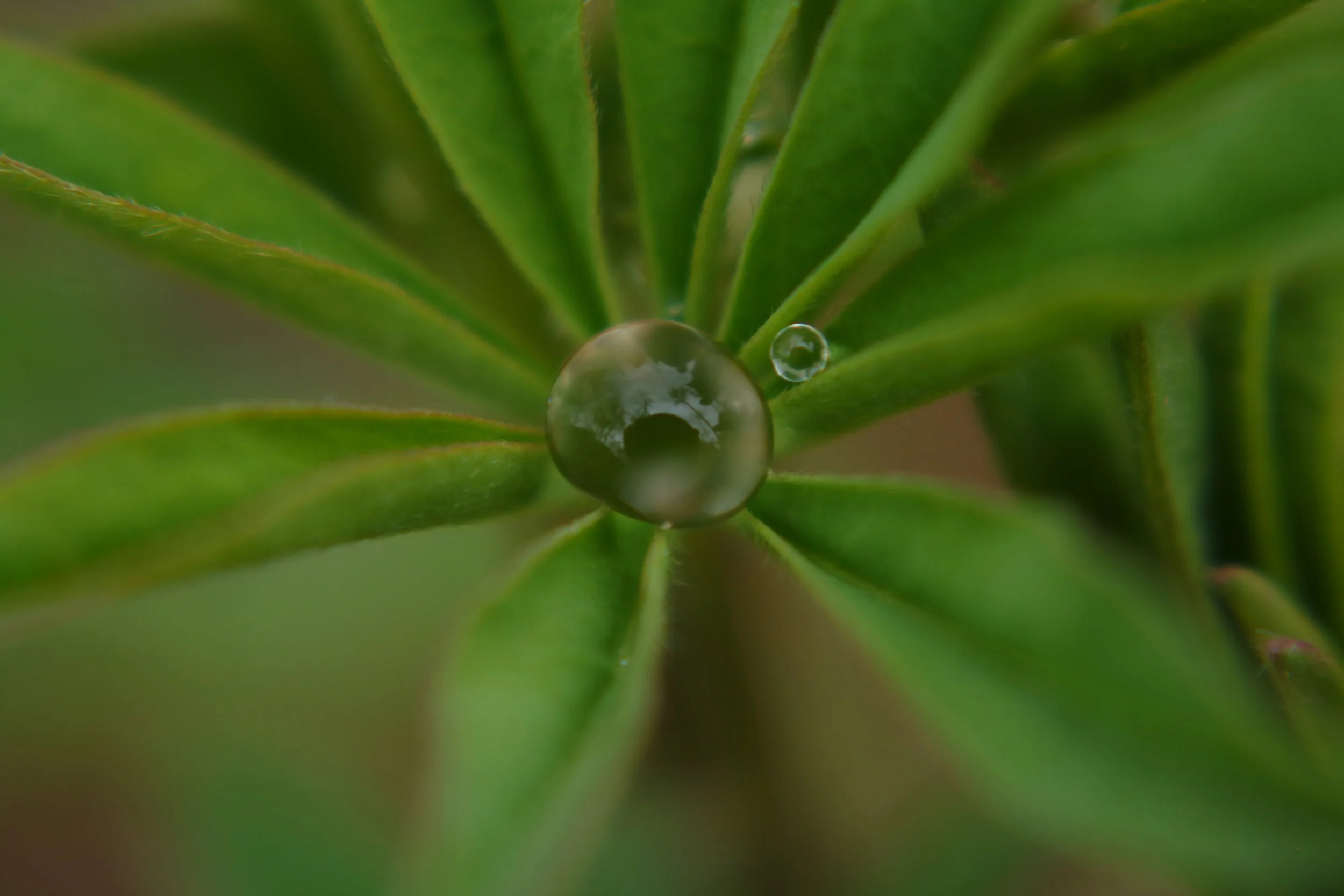 Close-up of green plant leaves with two water droplets resting on a leaf.