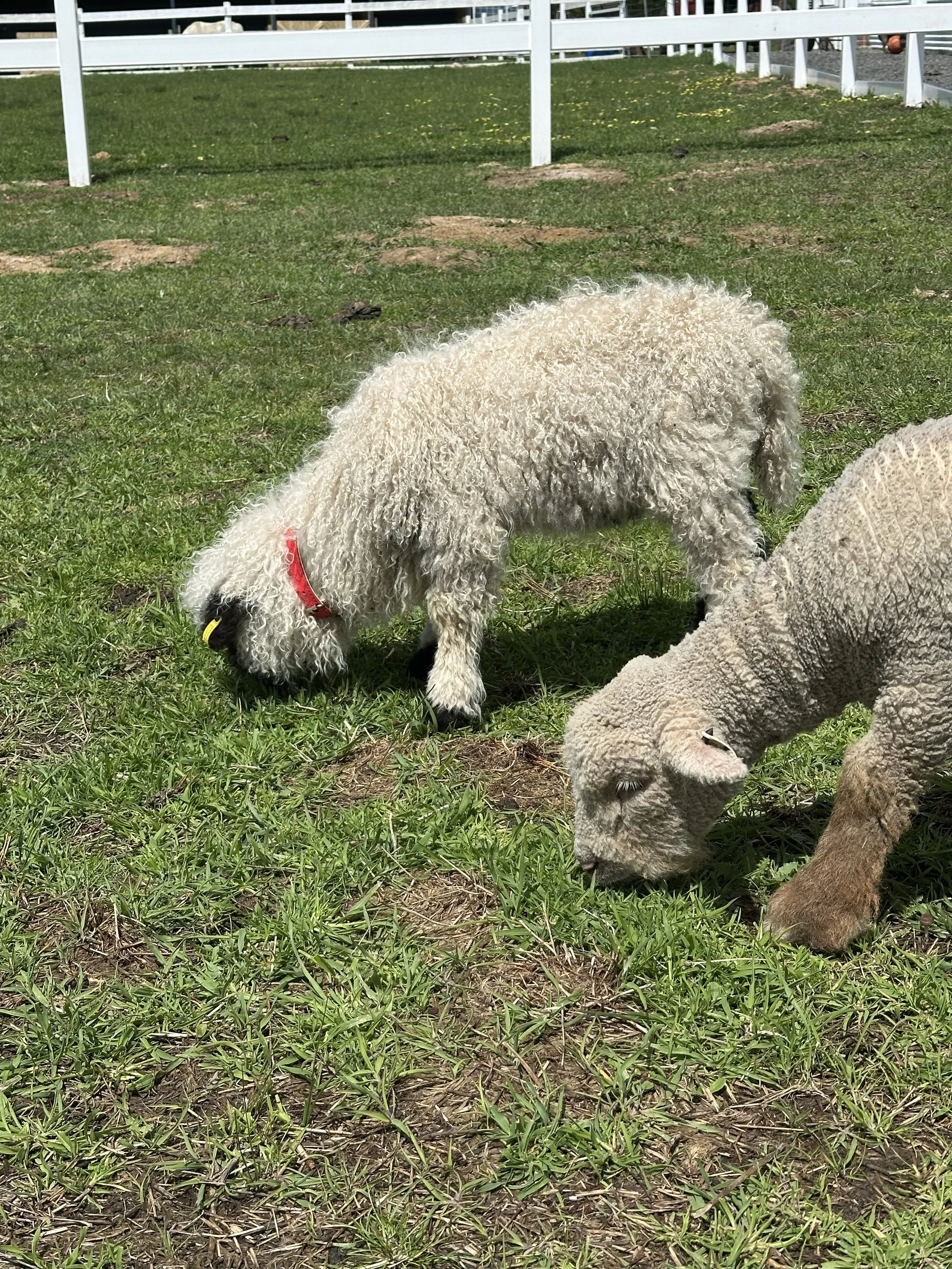 Two sheep grazing on green grass in a fenced pasture on a sunny day.