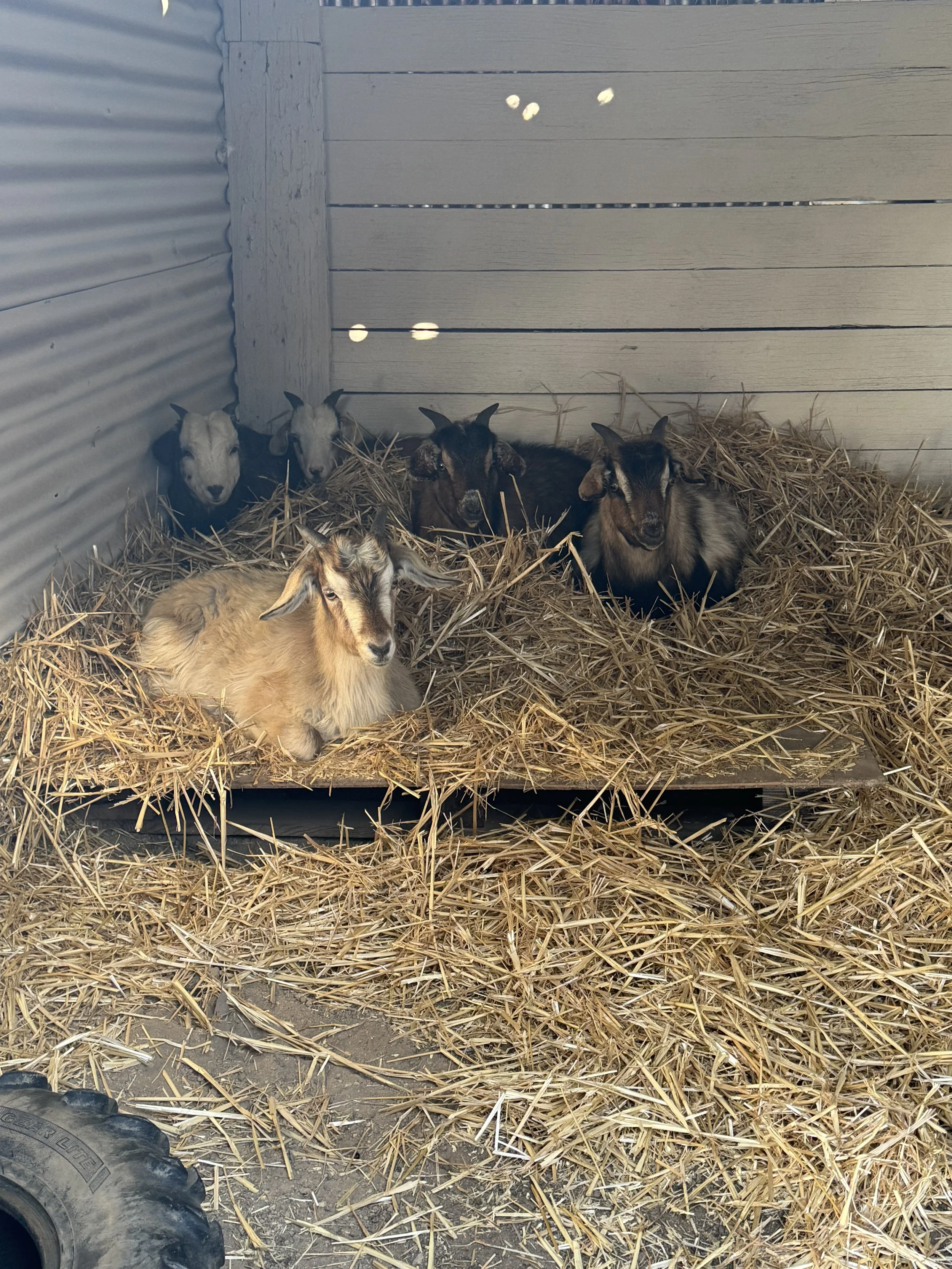 Five baby goats resting on hay inside a pen with metal and wooden walls.