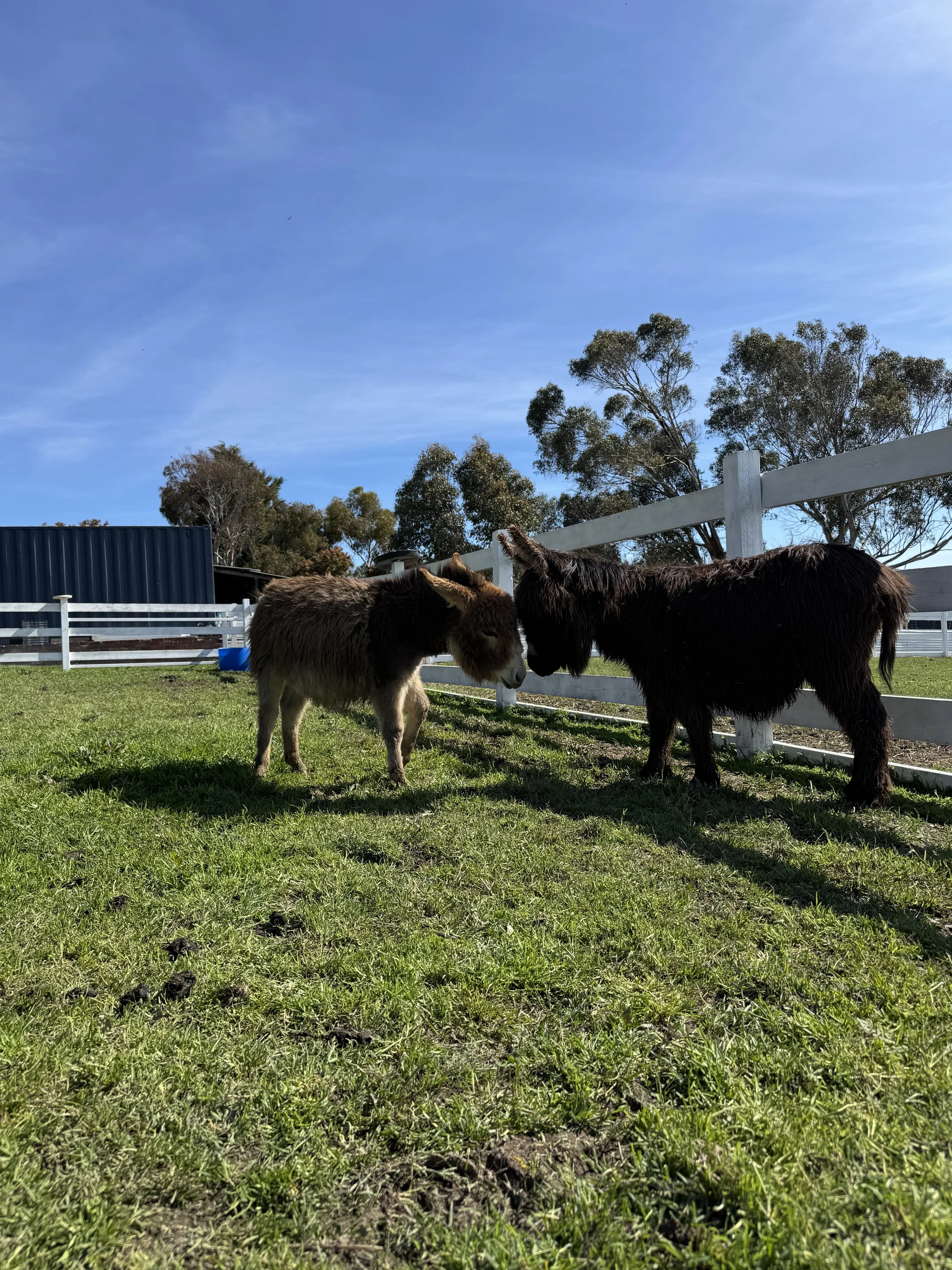 Two miniature pigs, one brown and one black, touching noses on a grassy farm with trees, white fencing, and a blue sky in the background.