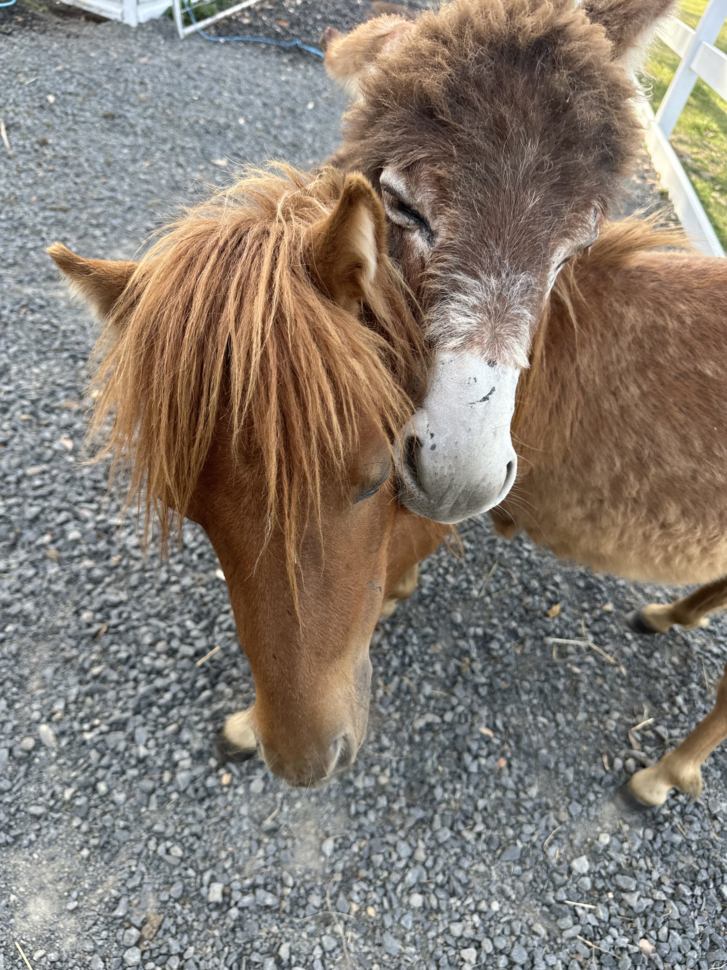 A brown horse and a brown mule nuzzling each other outside on gravel, with a white fence and green grass in the background.