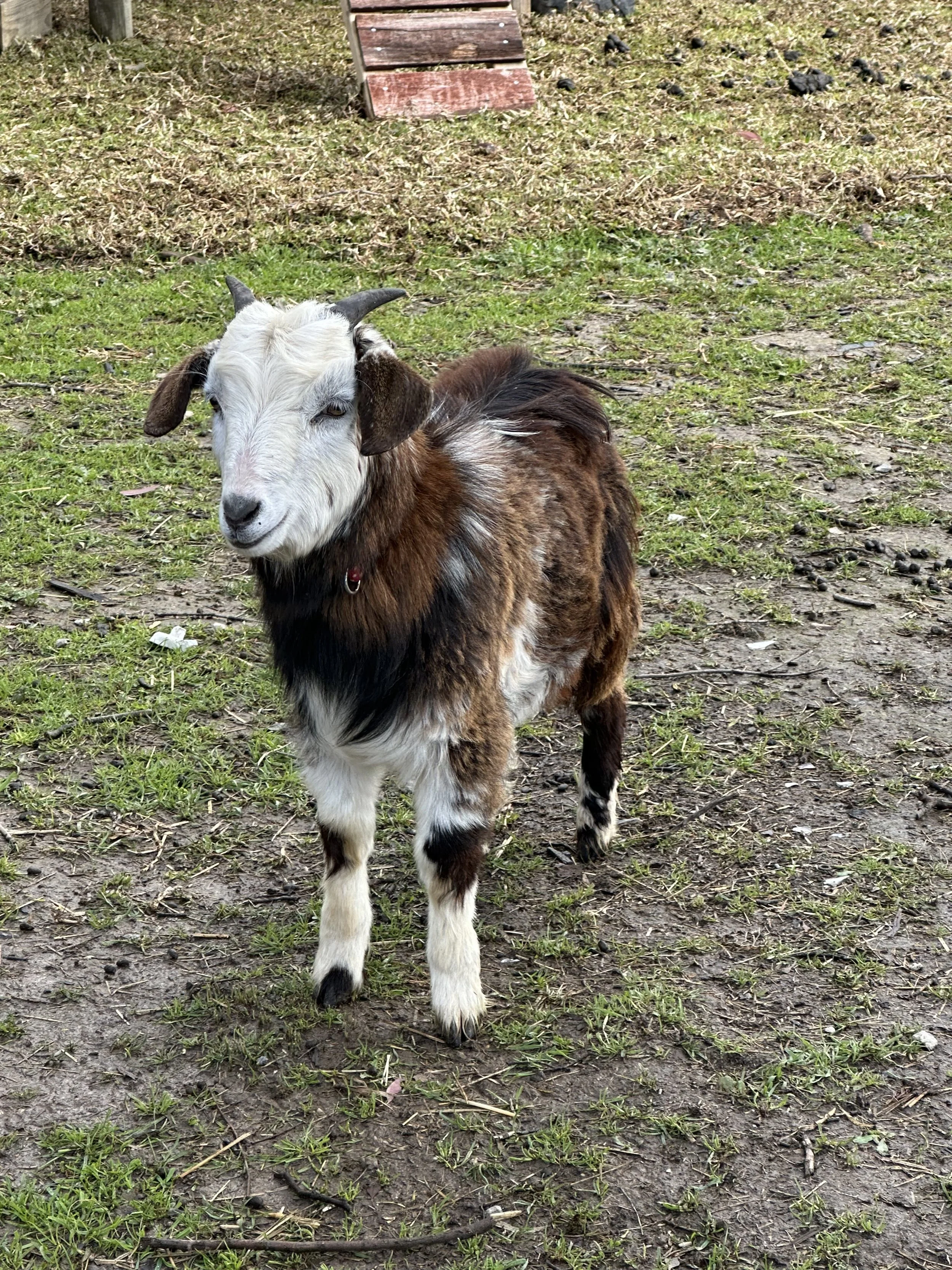 A small goat with white, brown, black, and gray fur standing on a patch of dirt and grass in an outdoor enclosure.