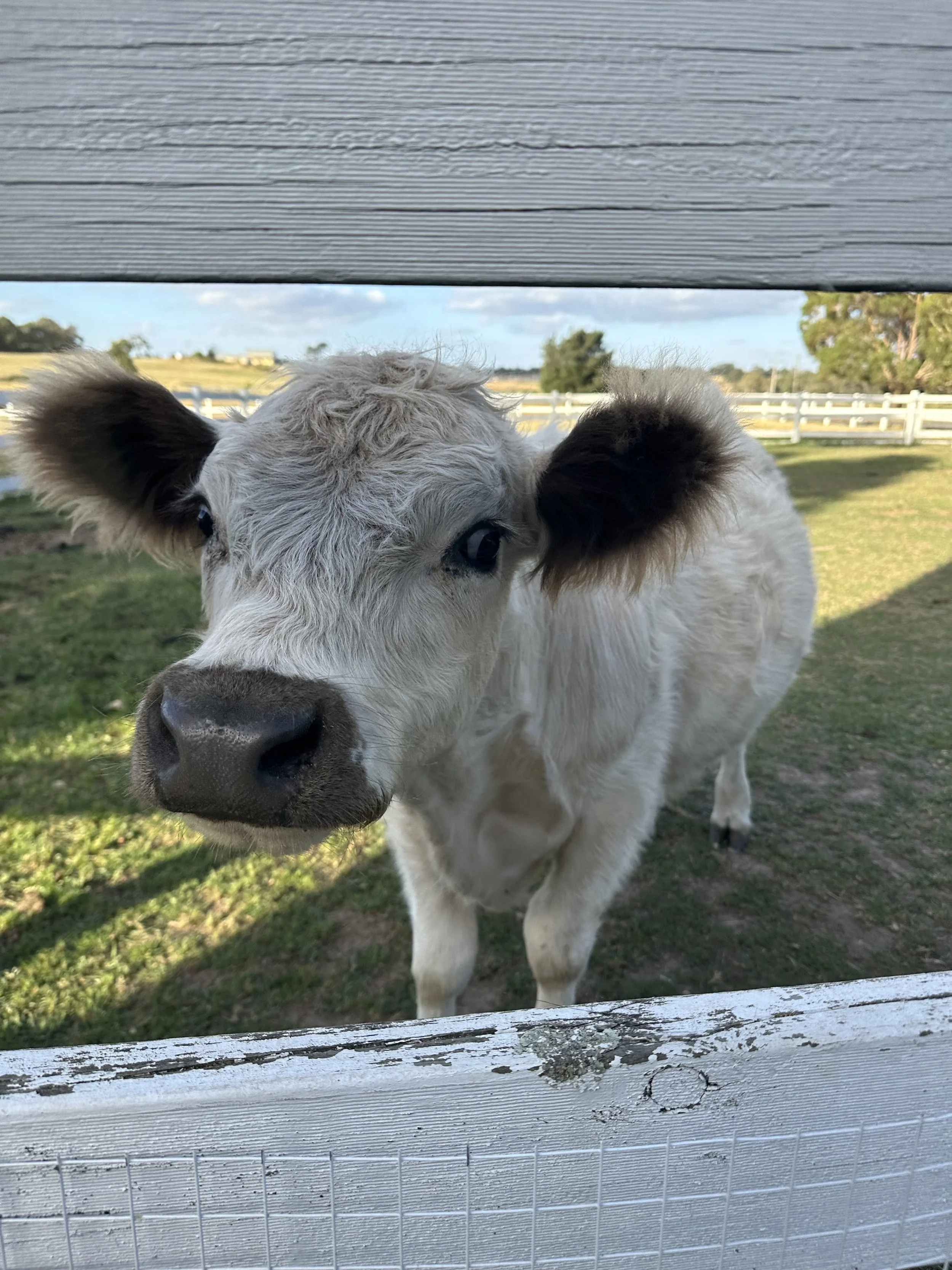Close-up of a curious calf peeking through a white two-rail fence, with a farm and trees in the background.