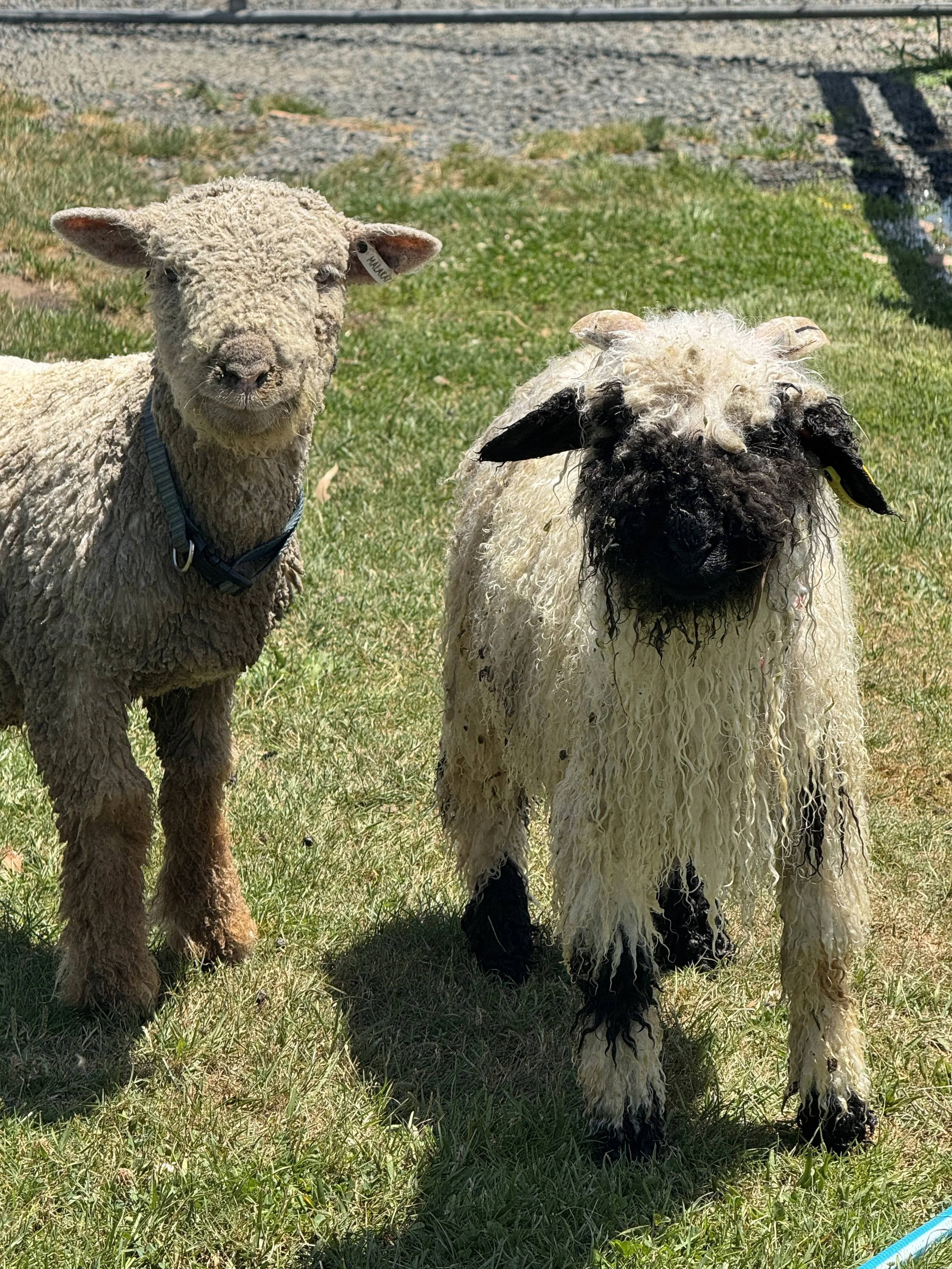 A sheep and a lamb standing on grass outdoors.