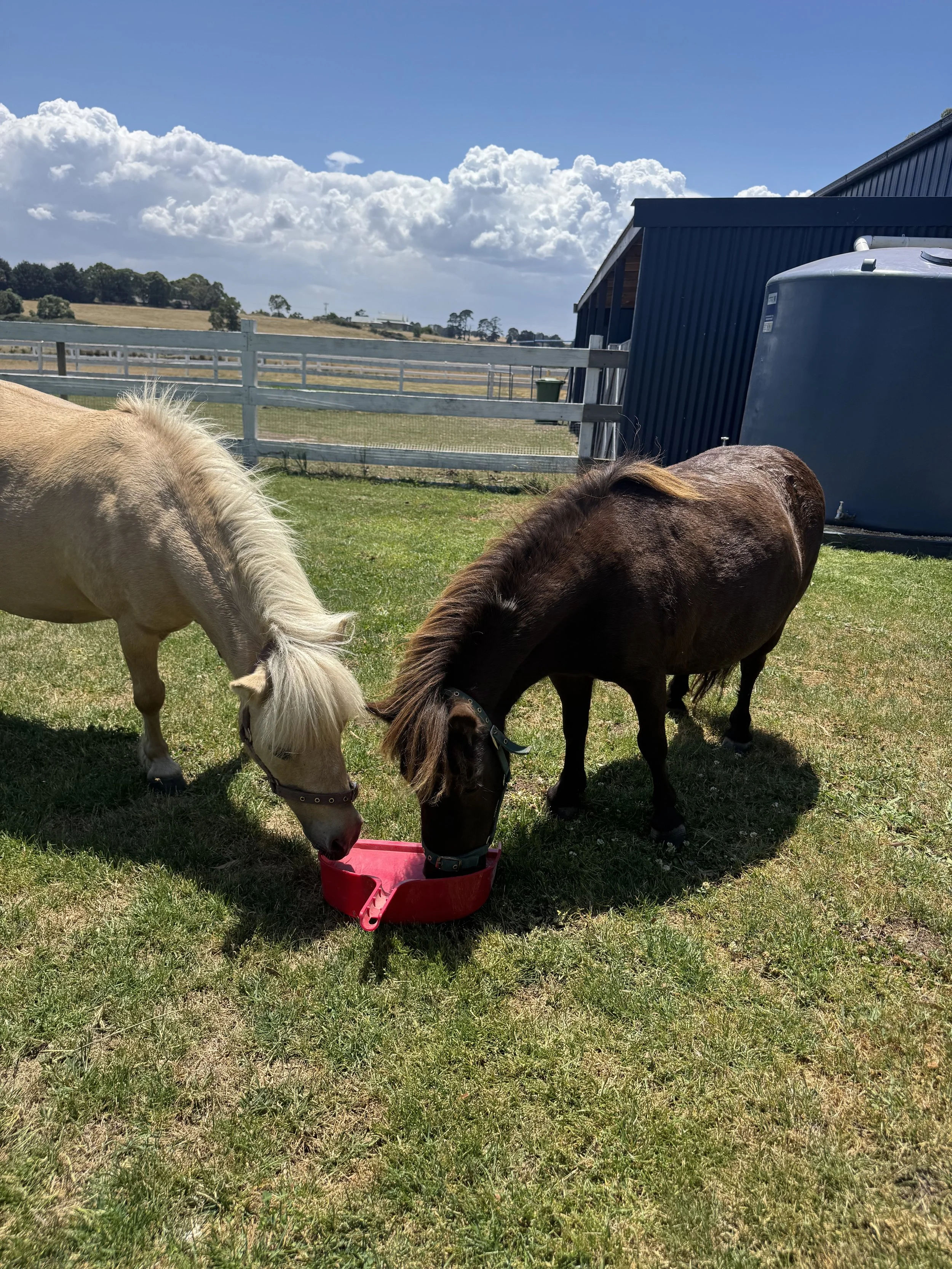 Two ponies eating from a red feeding trough in a grassy field, with fencing, a blue shed, and a cloudy sky in the background.