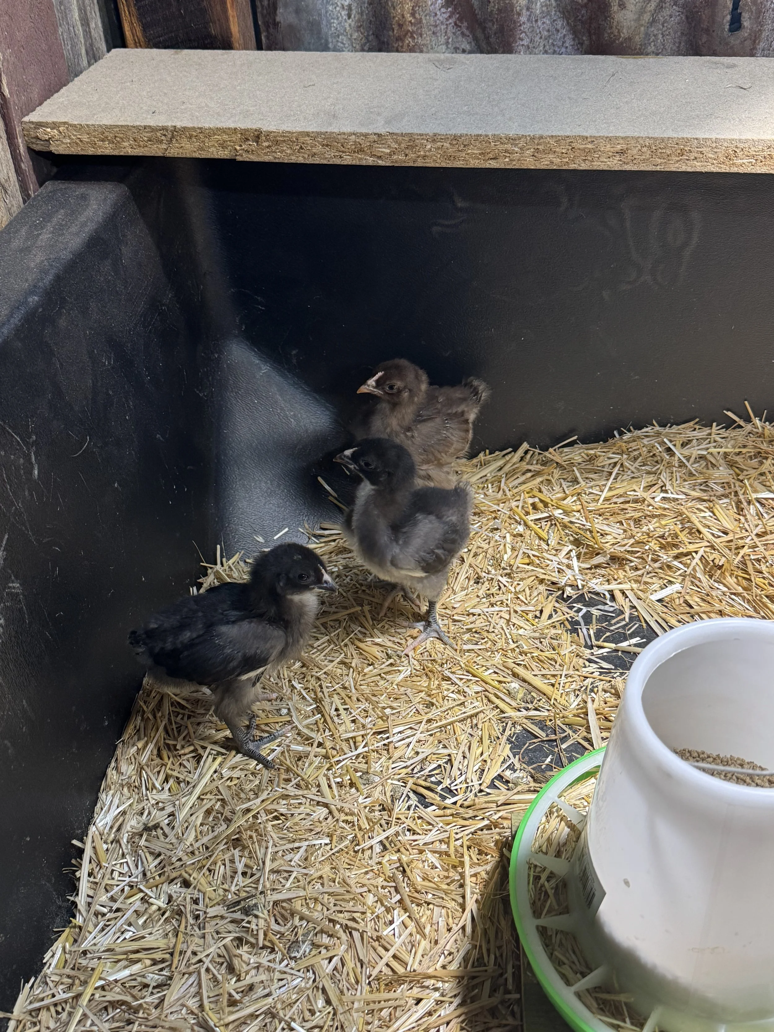 Four baby chicks inside a black plastic brooder with straw bedding and a white feeder in the corner.