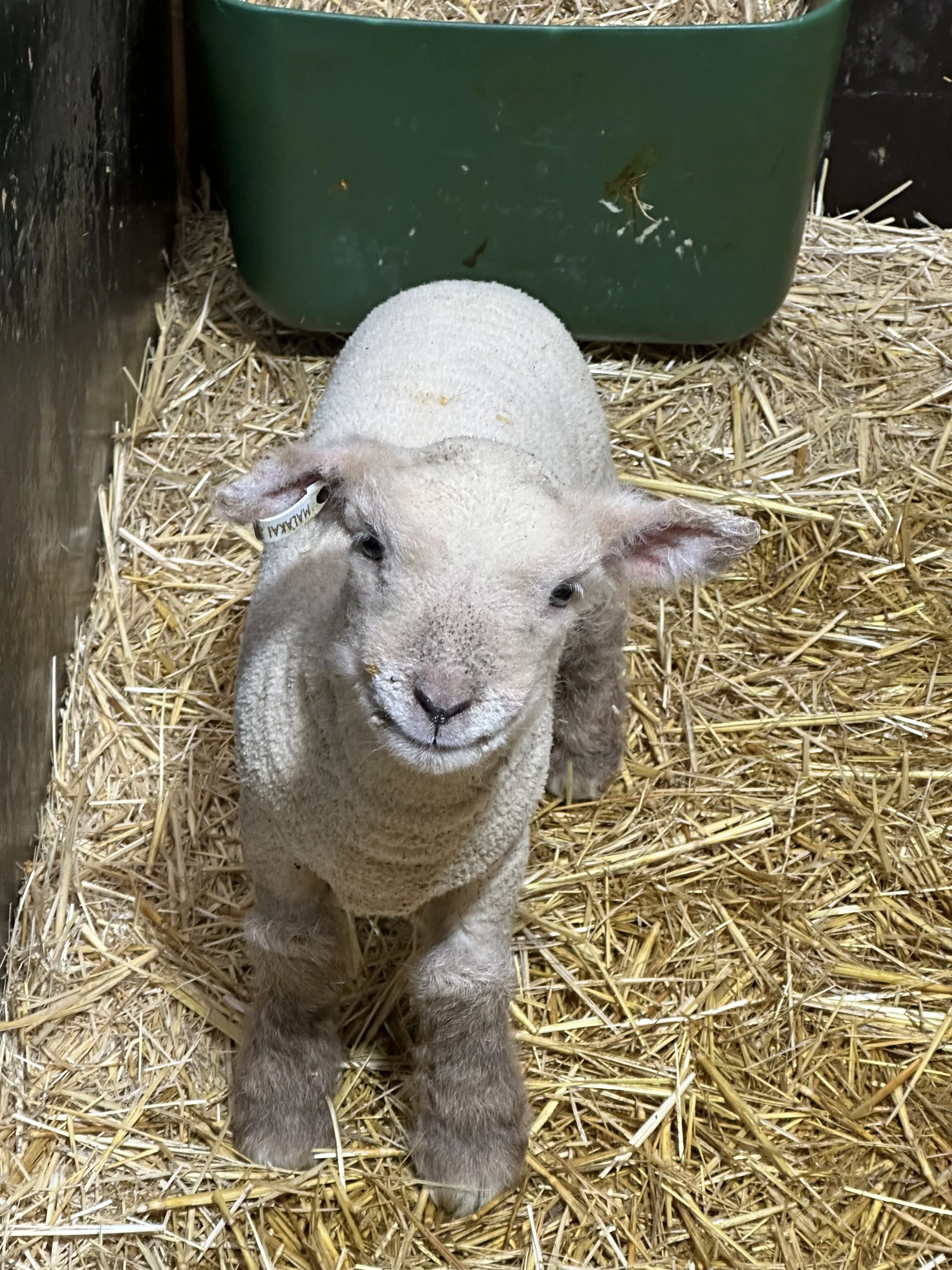 A baby lamb standing on straw in a pen, facing forward with a green container in the background.