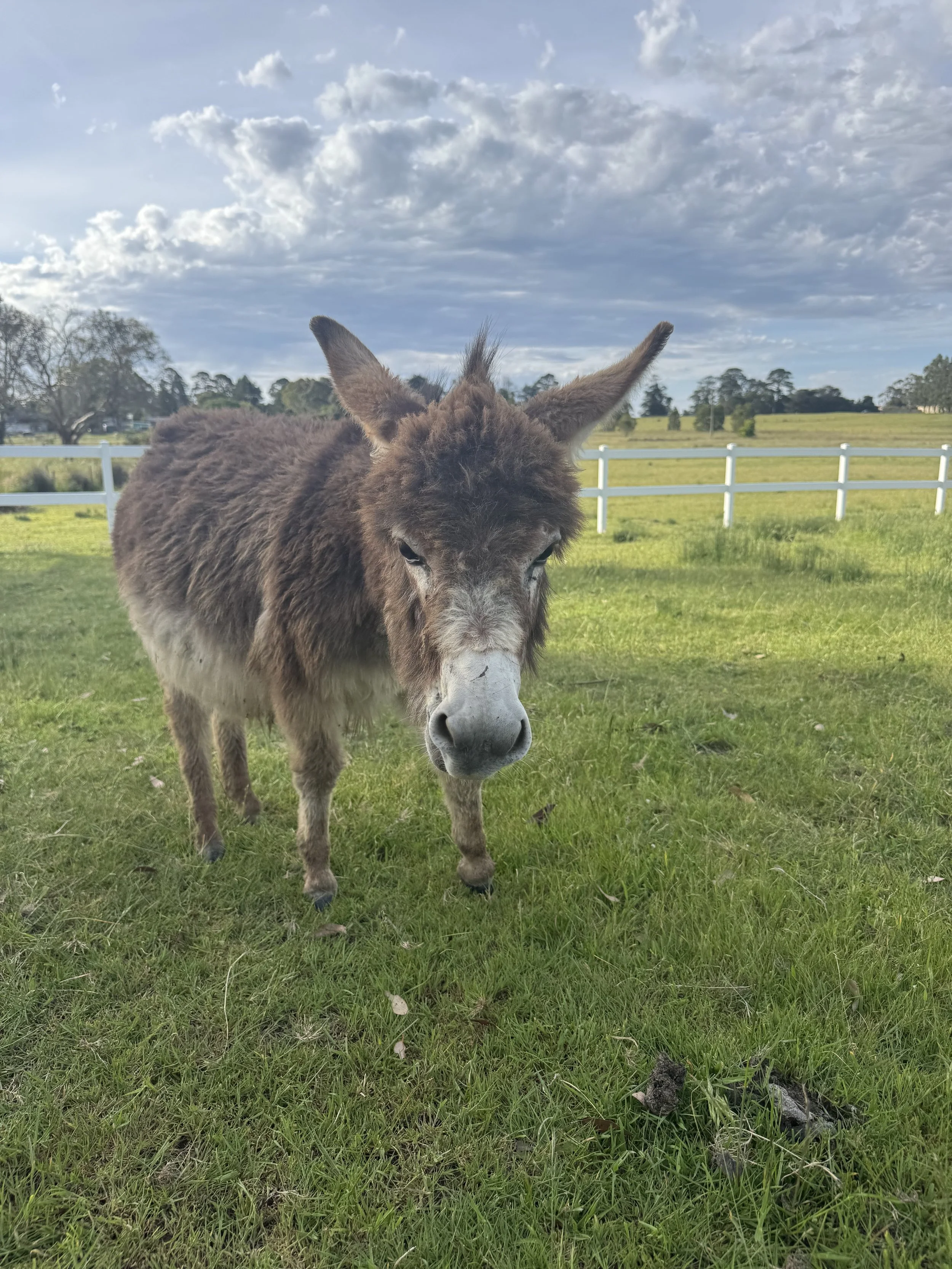 A brown donkey with a fluffy coat standing on green grass, with a white fence and trees in the background, under partly cloudy skies.